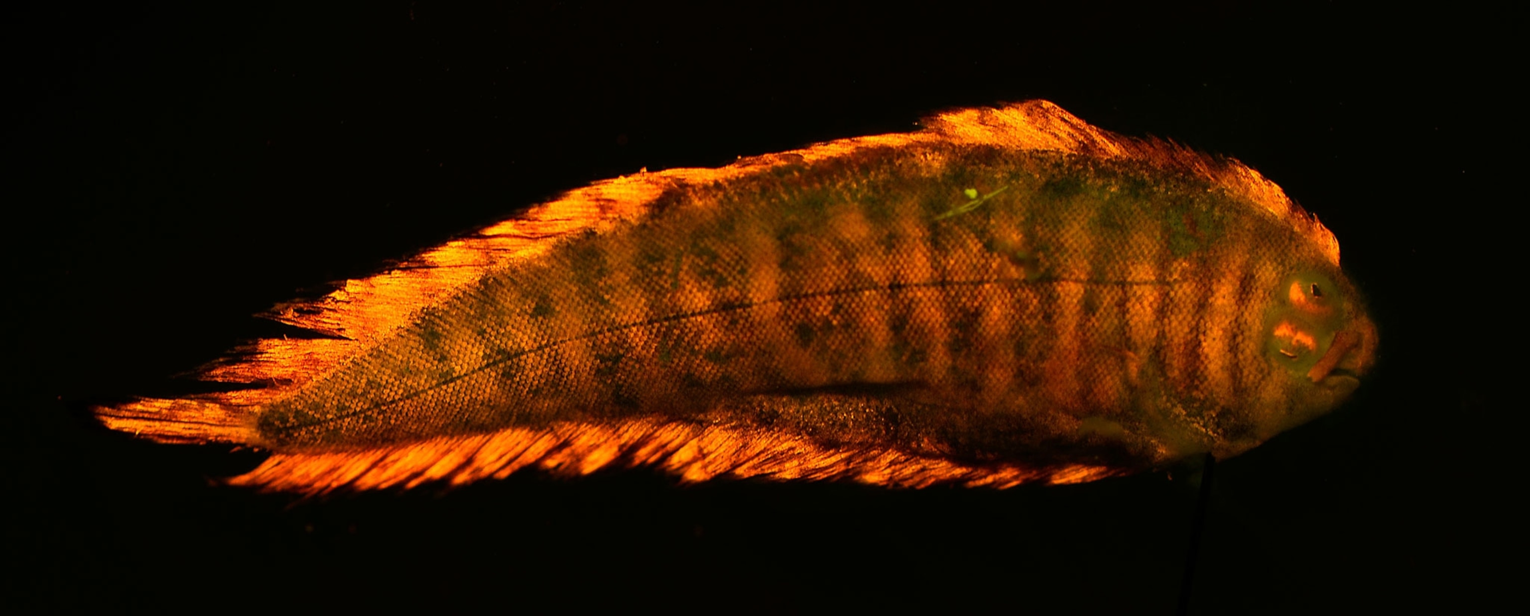 glowing flatfish