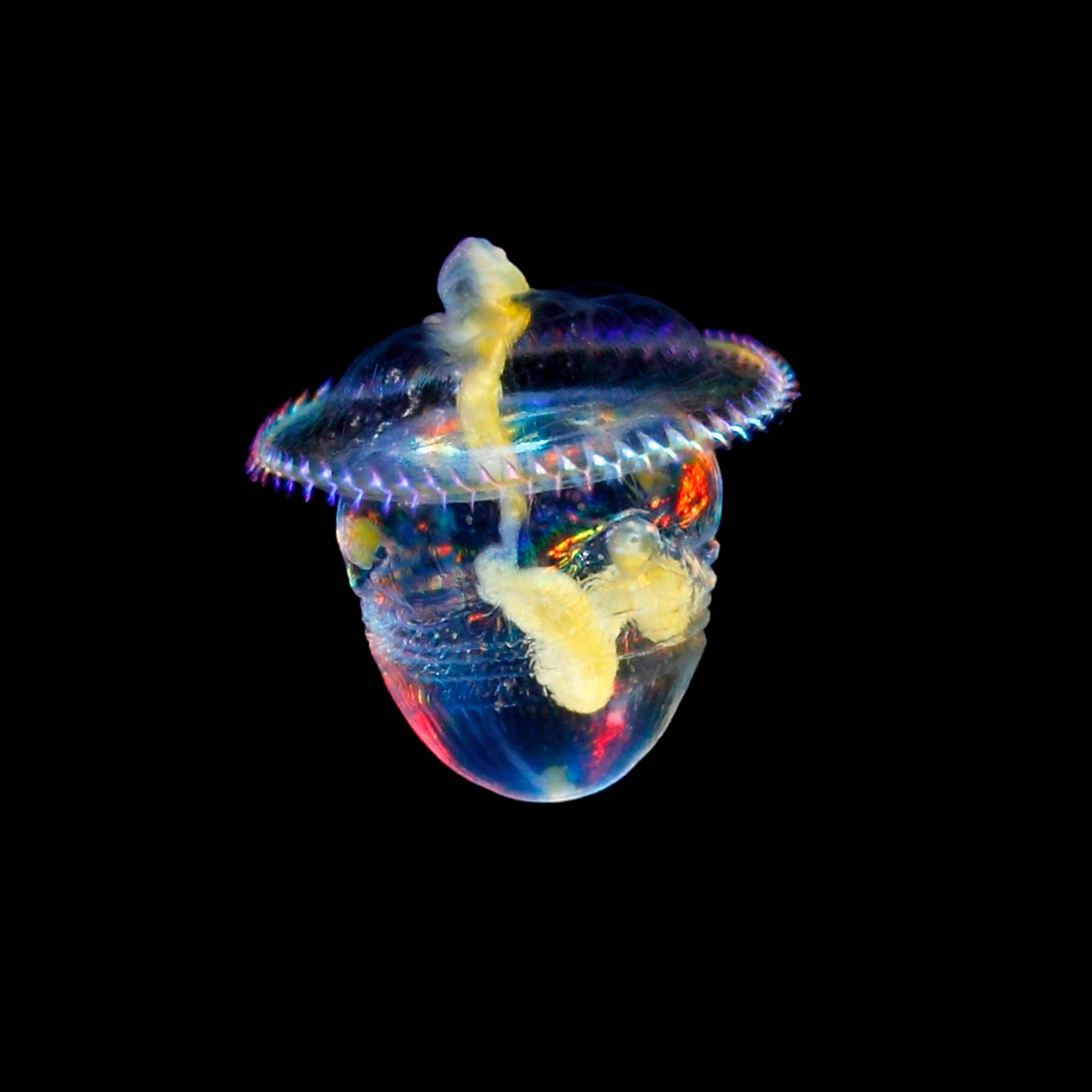 fish larvae