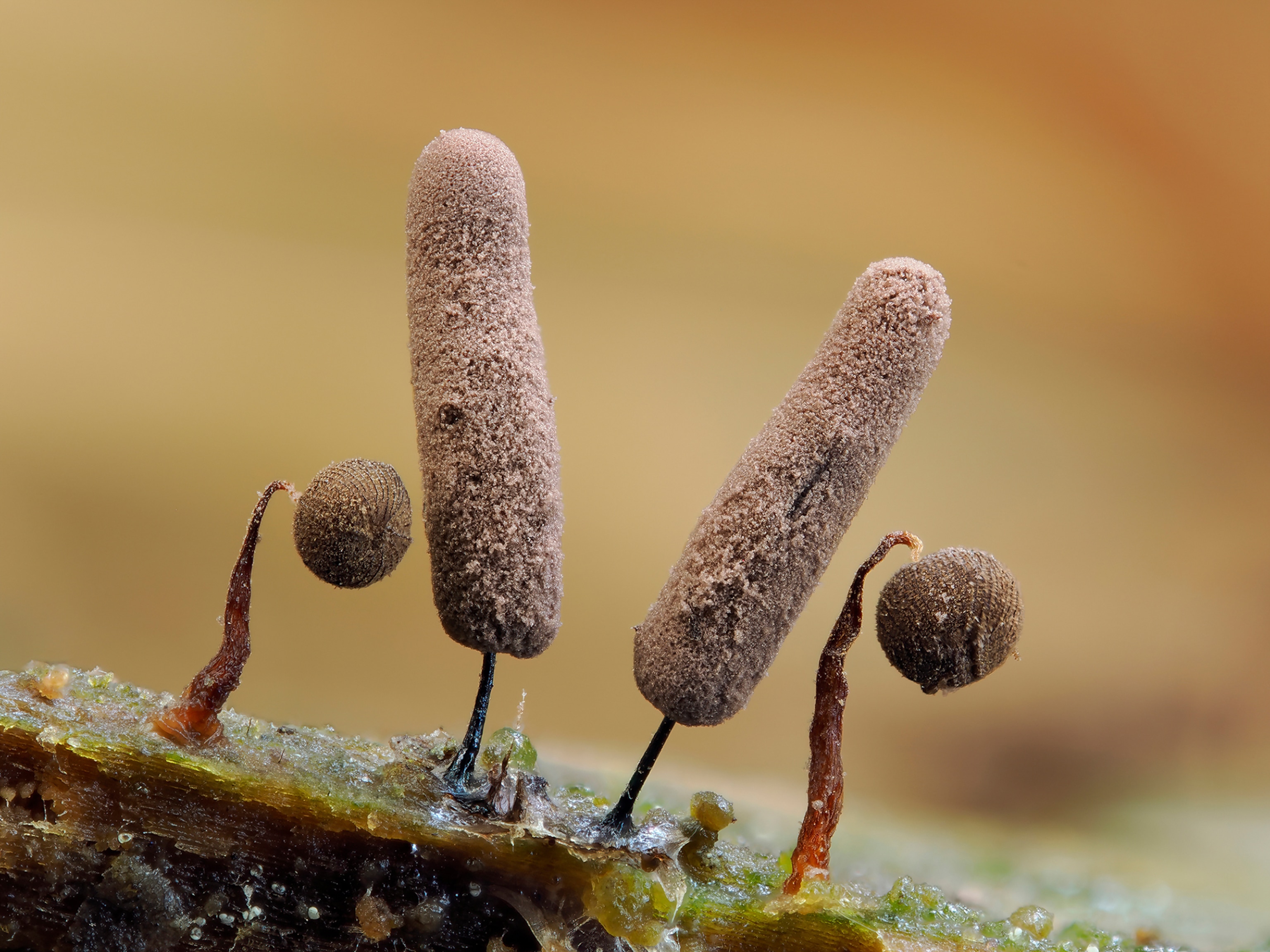 Picture of growth looking like hotdog and chestnut.