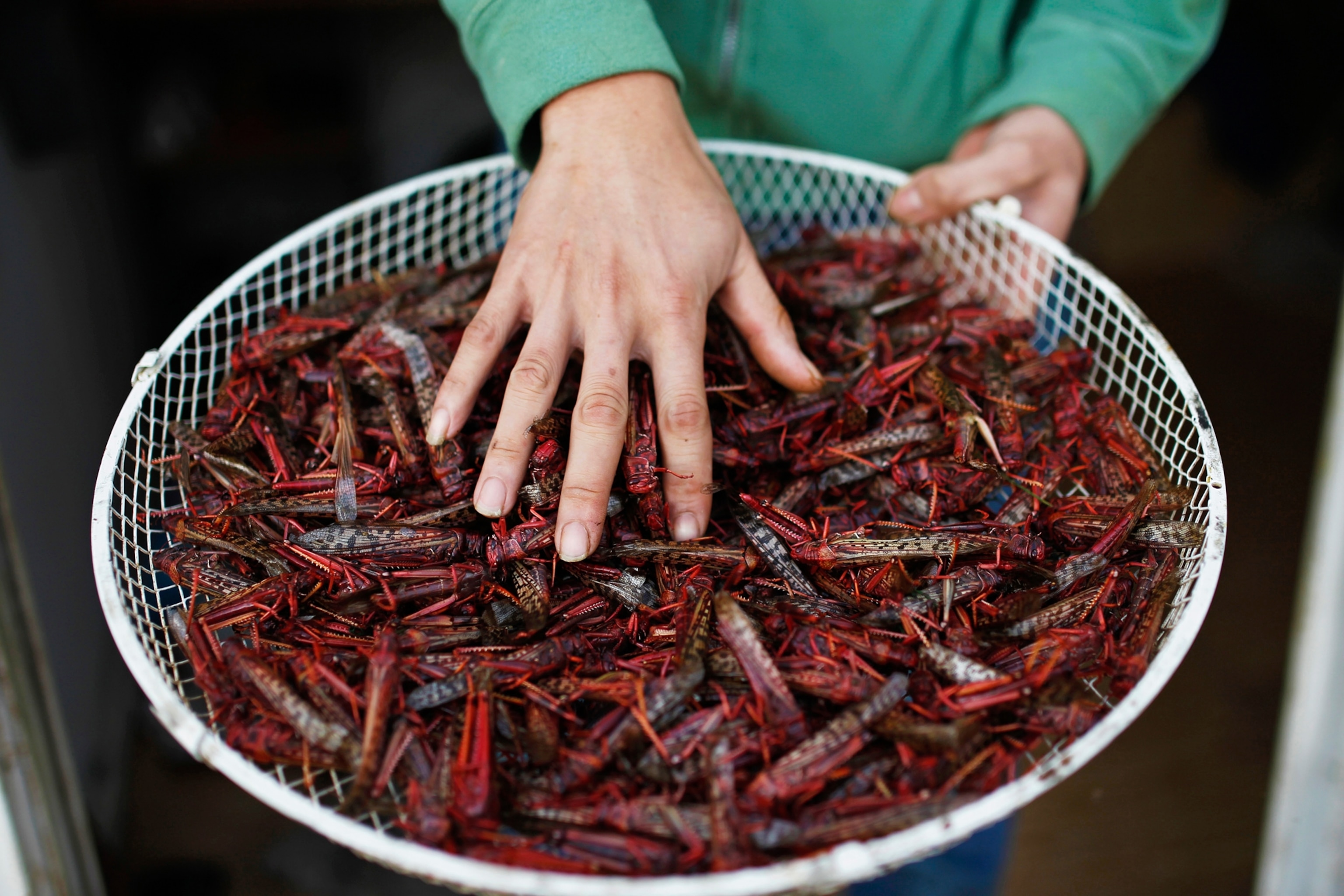 Fried locust on display before being eaten.