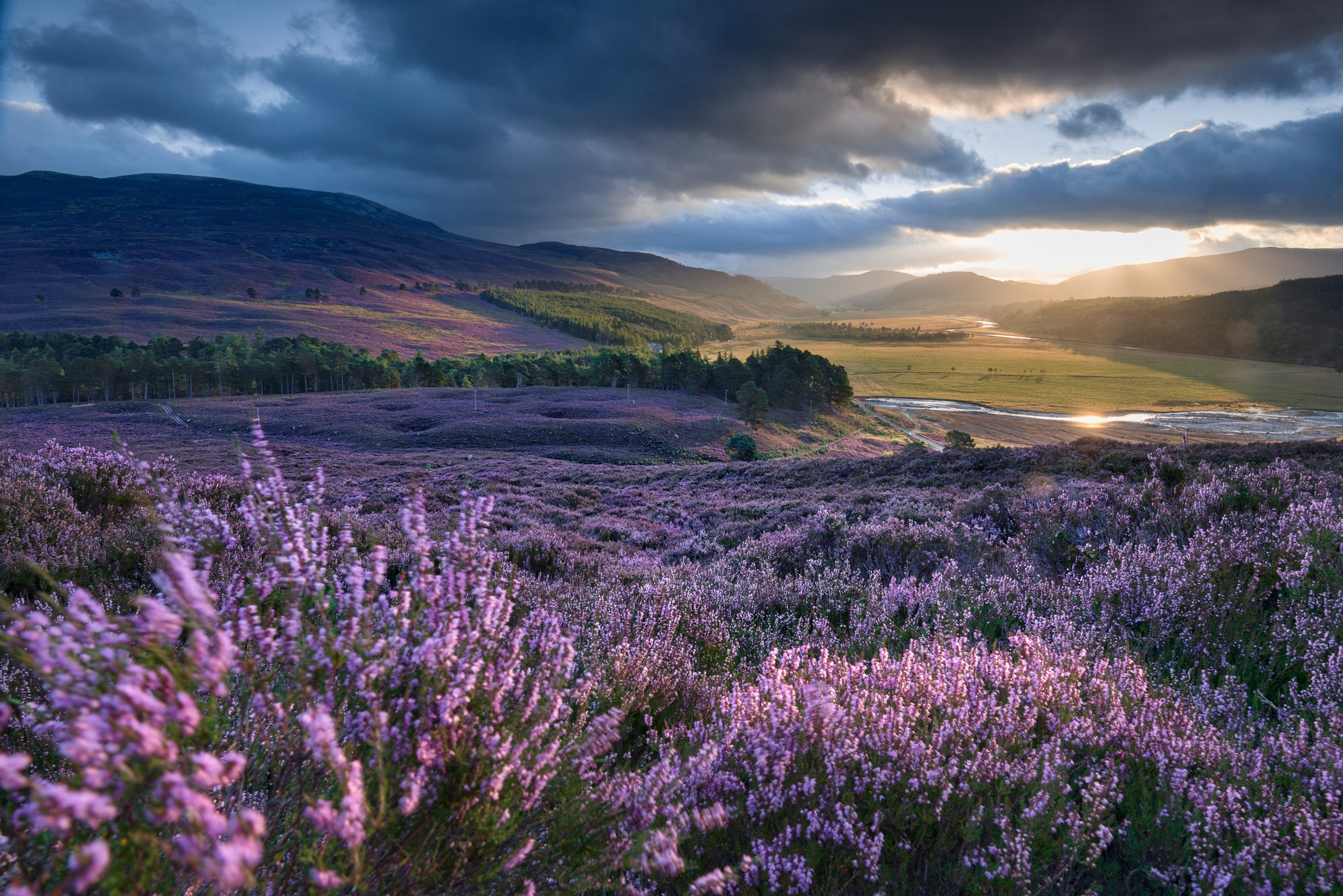 purple flowers in Cairngorms National Park of Aberdeenshire, Scotland