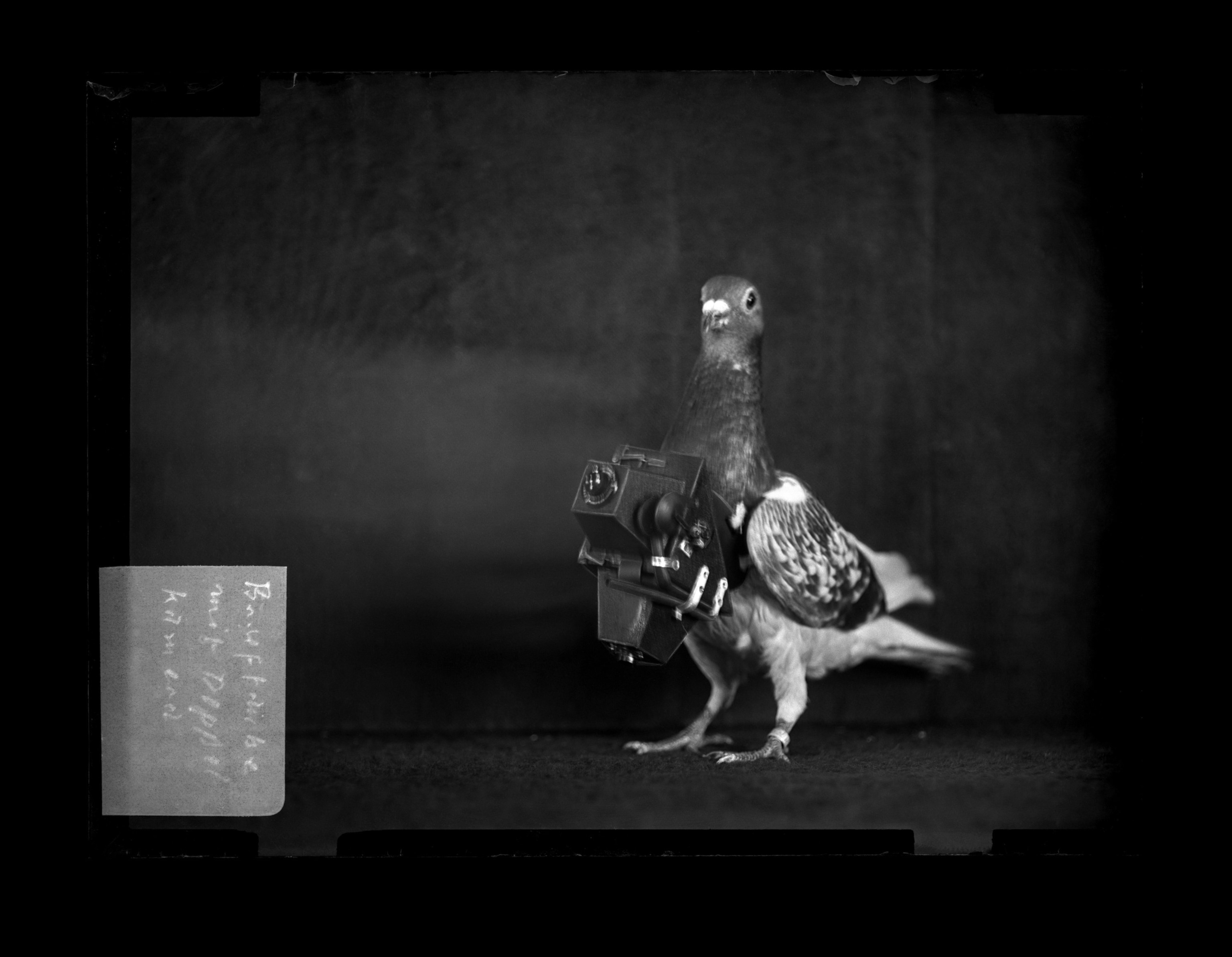 A pigeon is photographed with a a camera on its body.