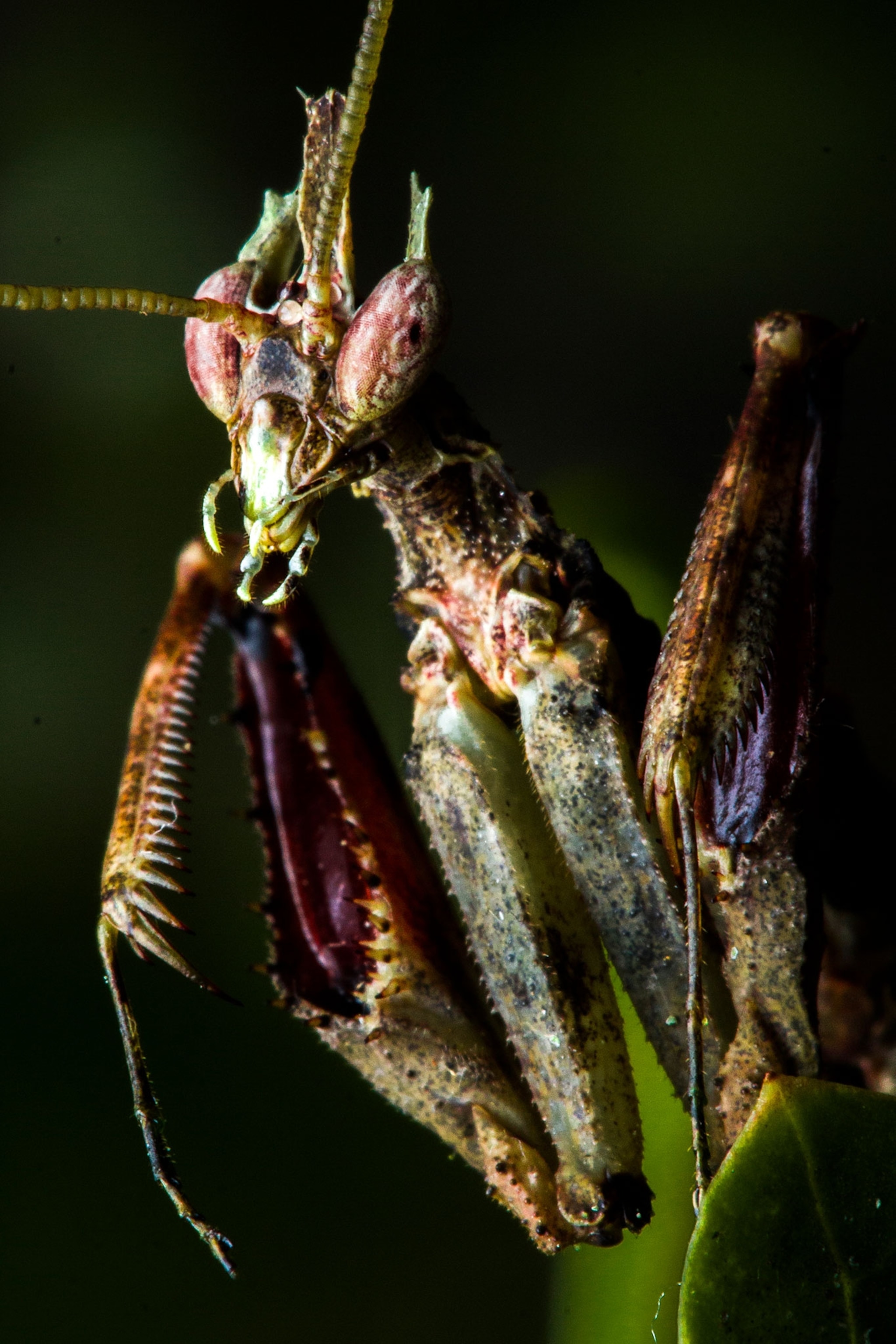 a Brazilian dragon mantis