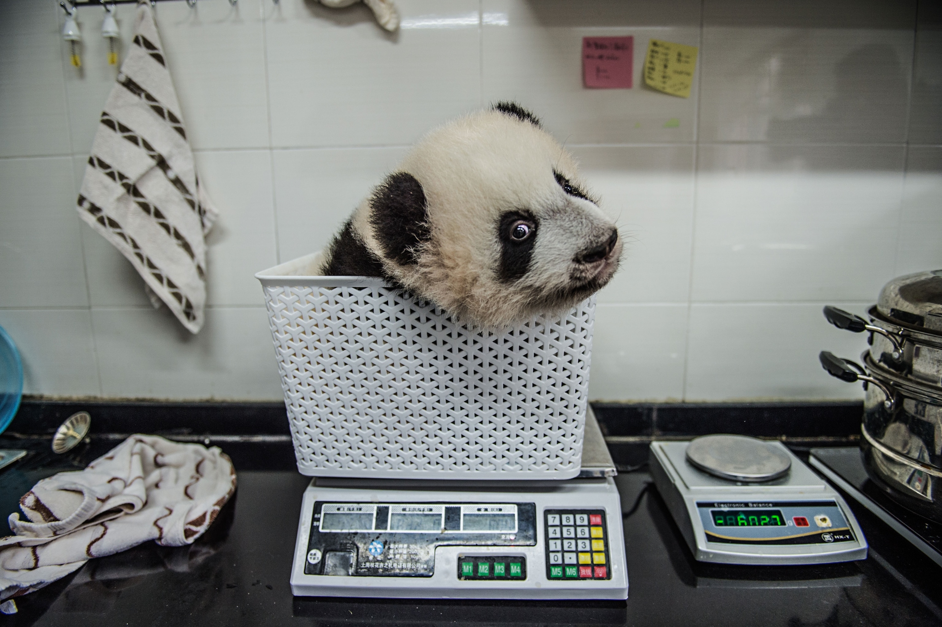 a panda cub being weighed at Bifengxia