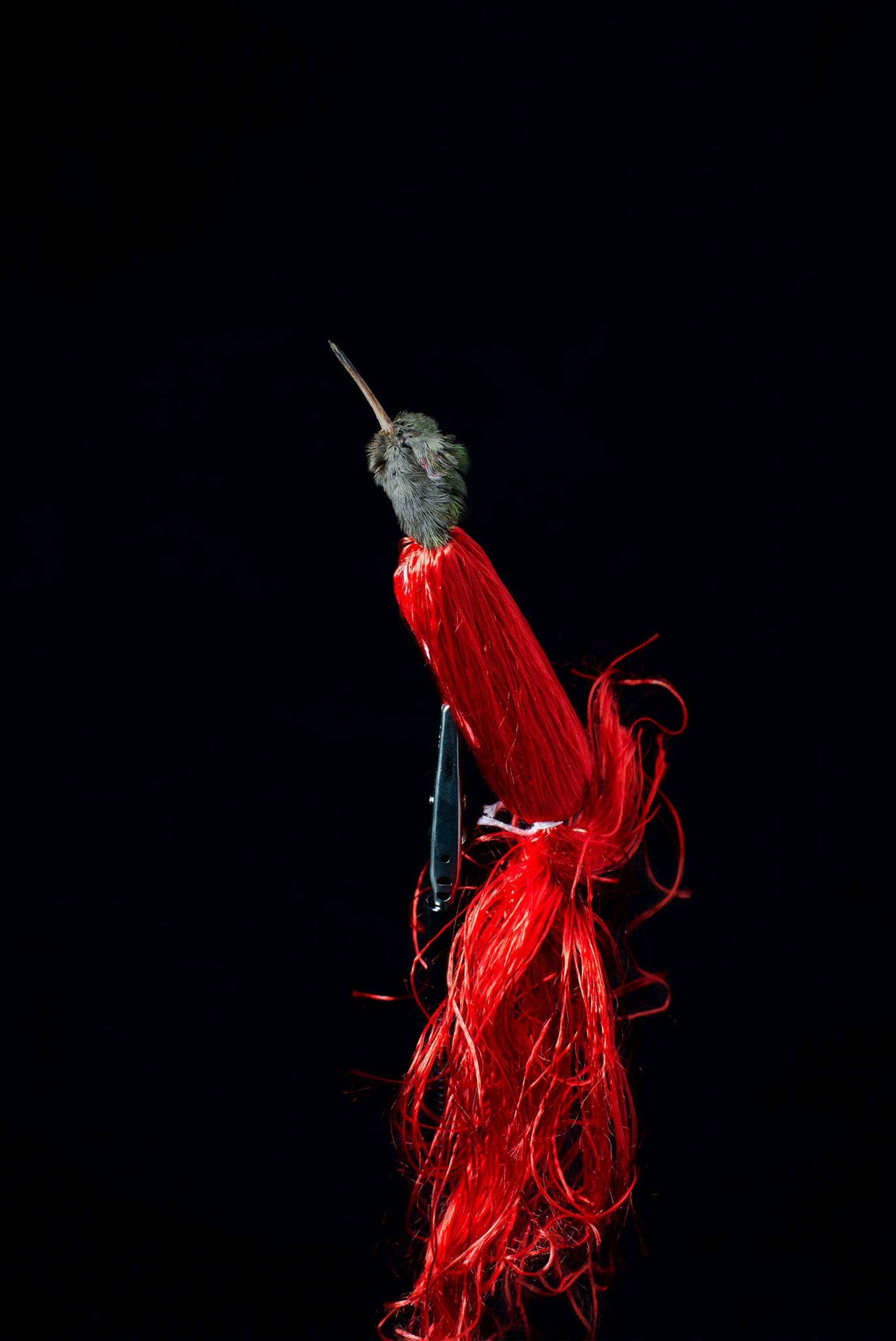 a dead hummingbird