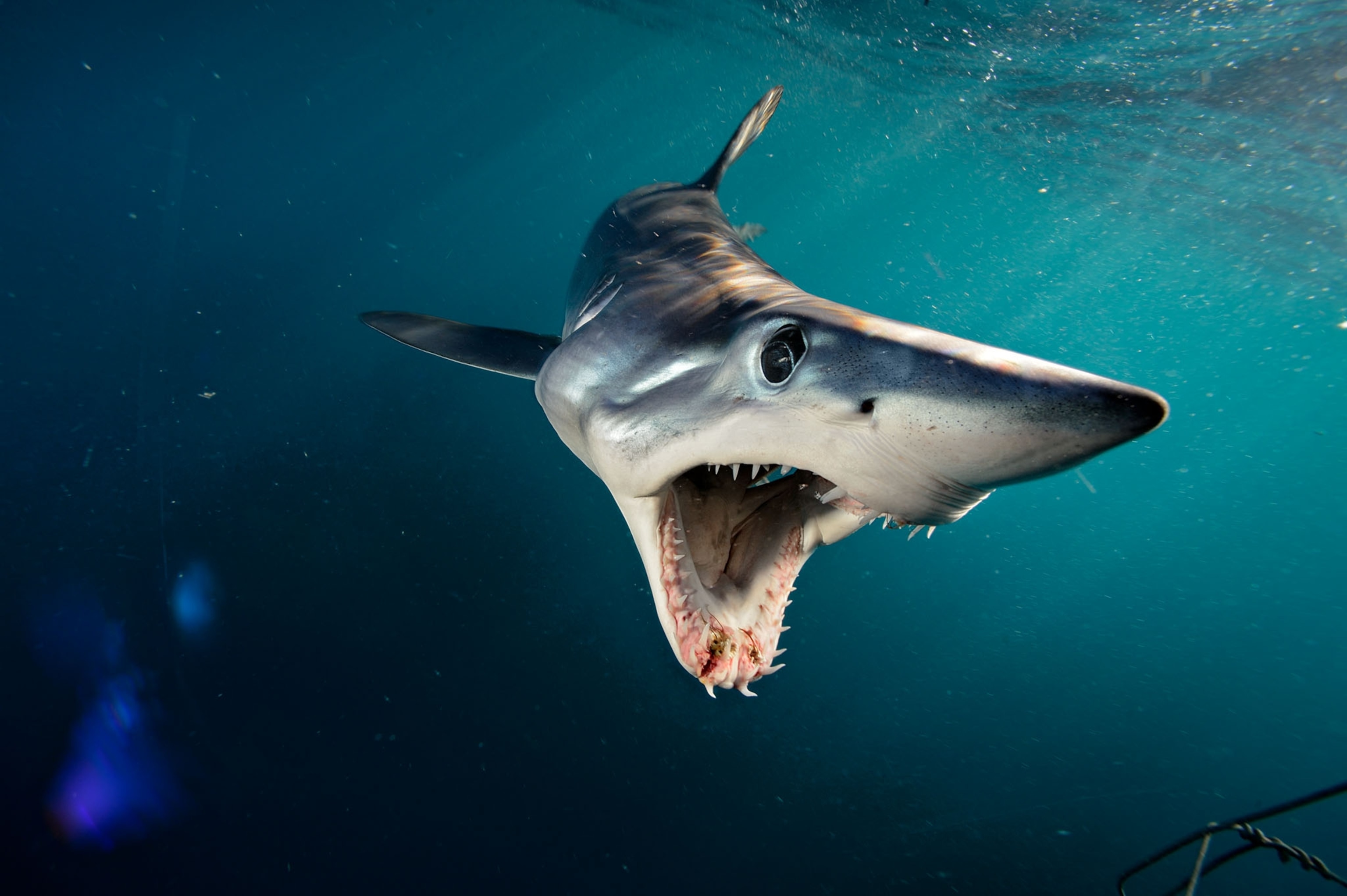 a shark swimming dark blue water with its mouth wide open