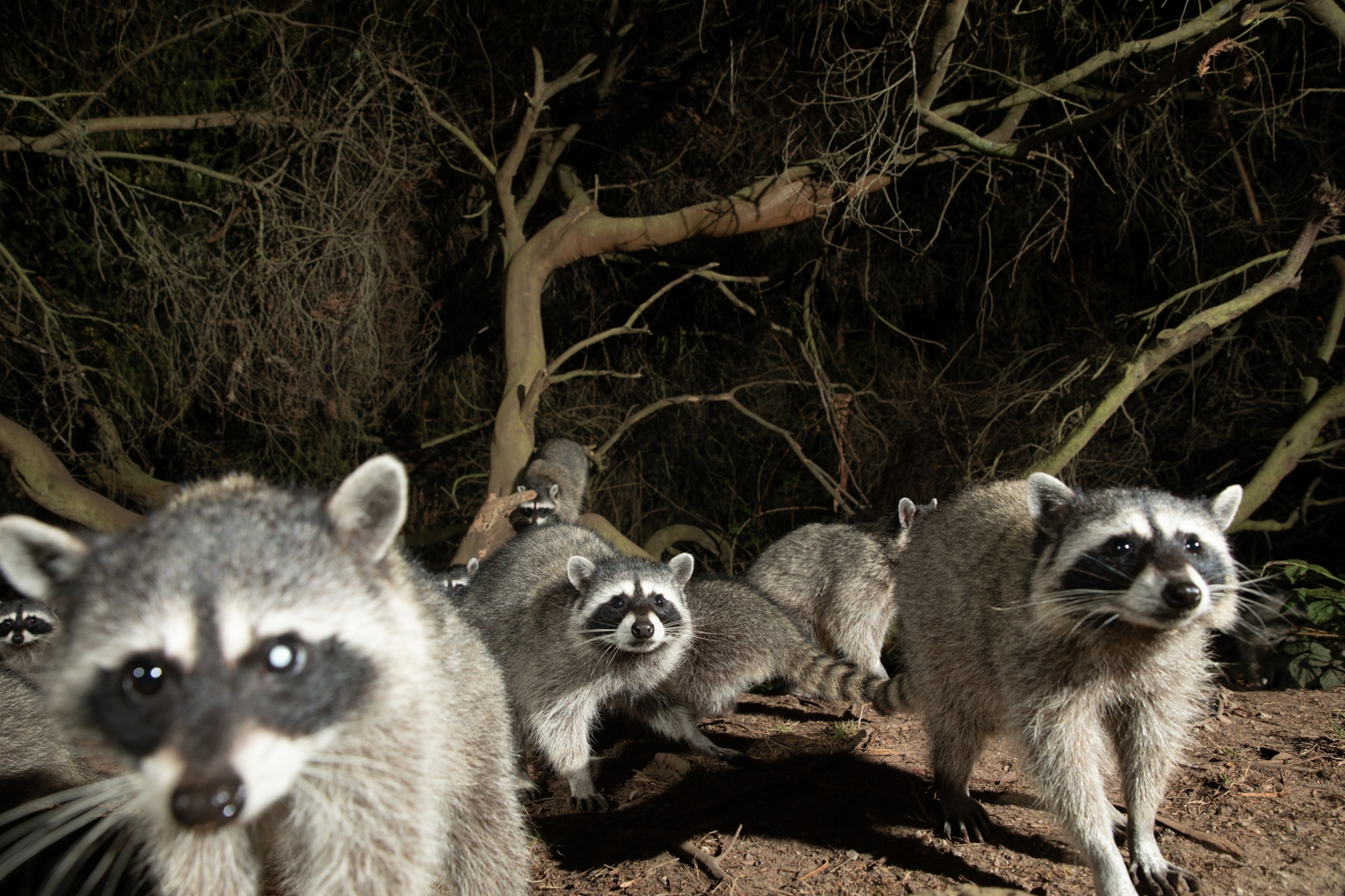 Picture of raccoons gathered in Golden Gate Park