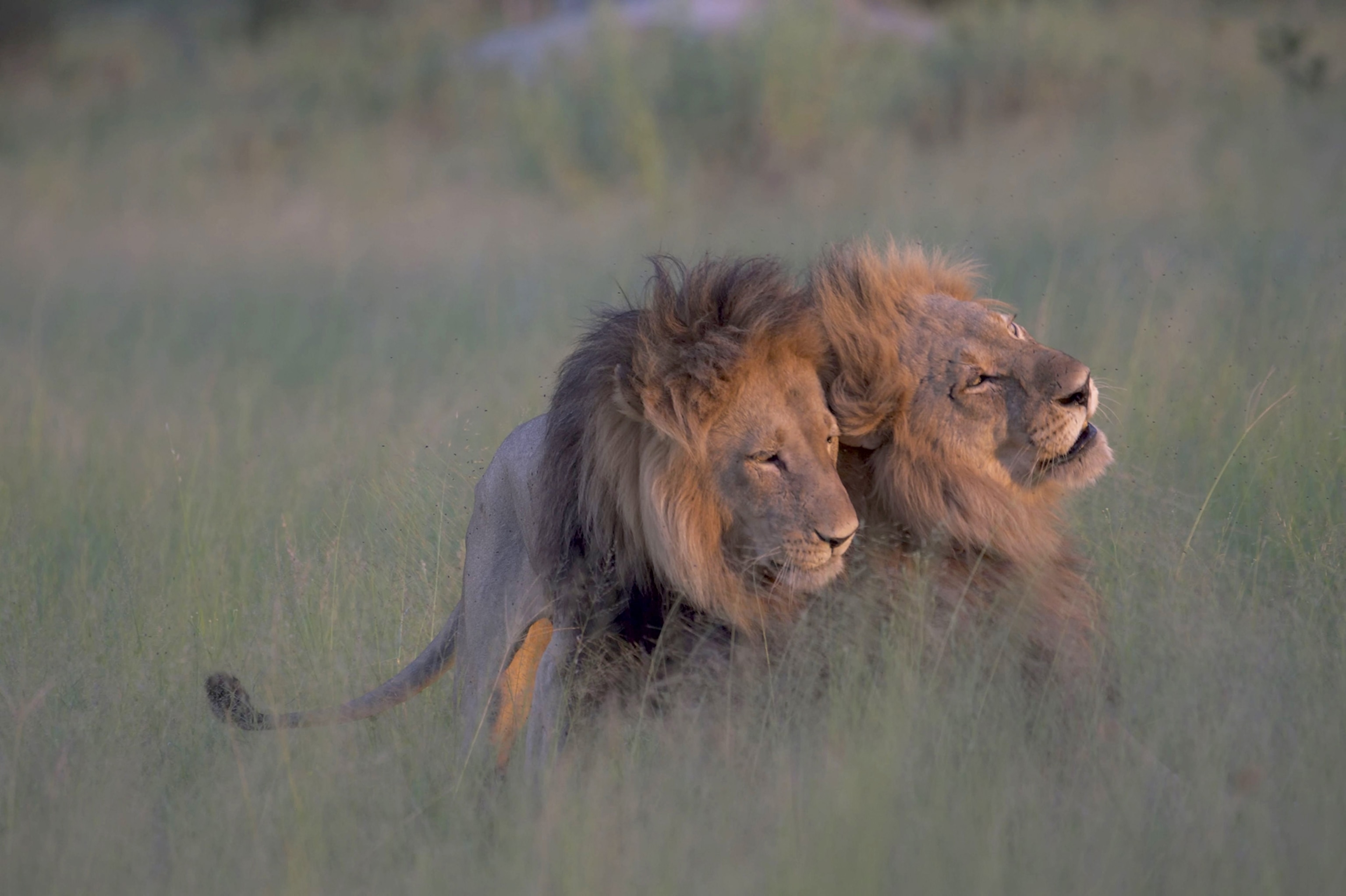 male lions in Botswana