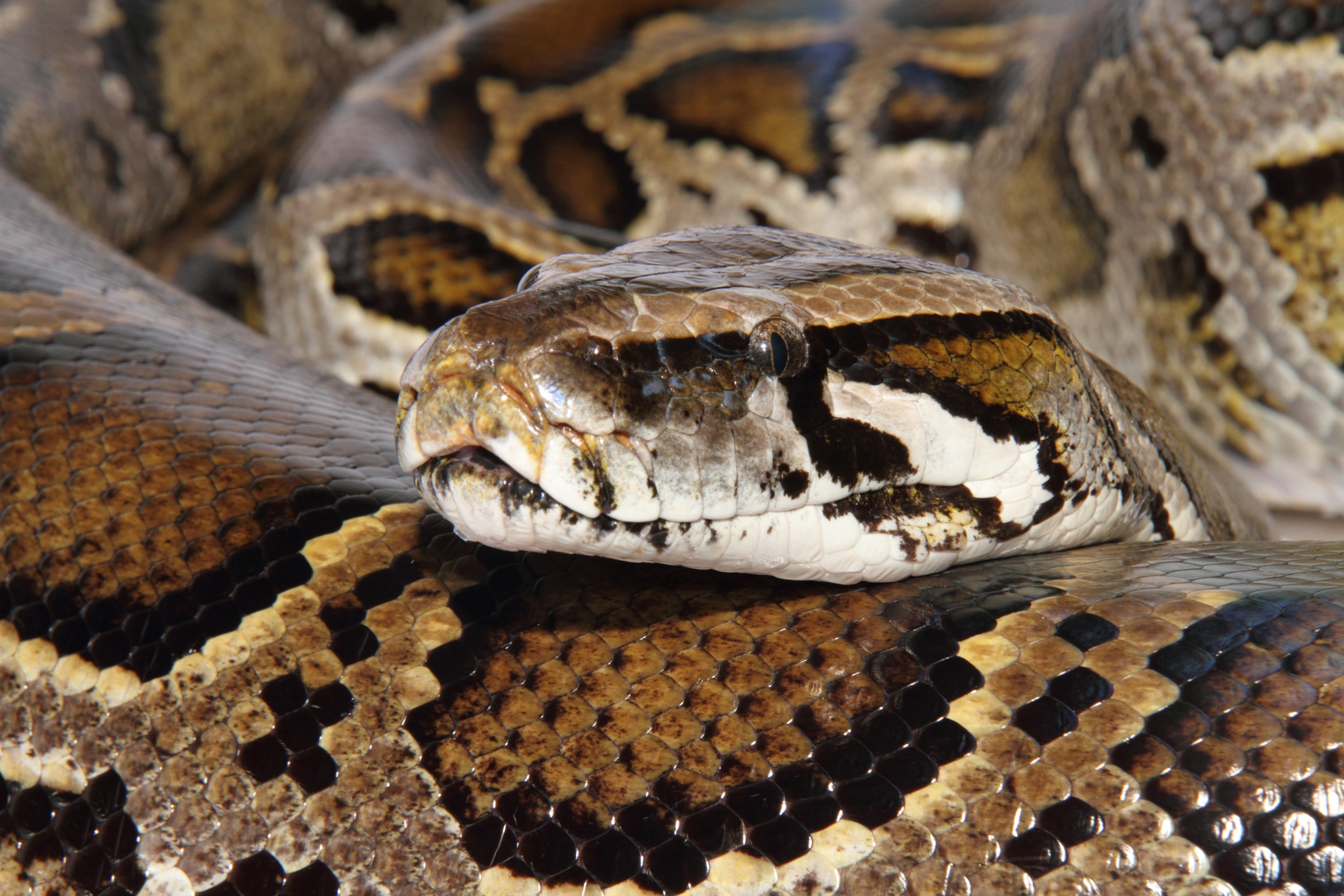 picture of a snake head