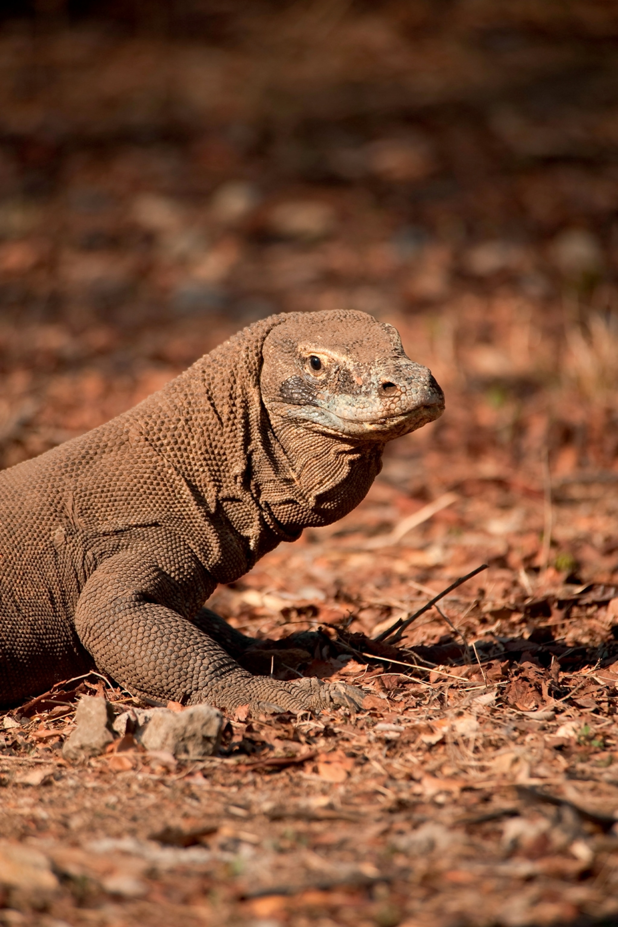Komodo Dragon