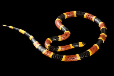 an eastern coral snake