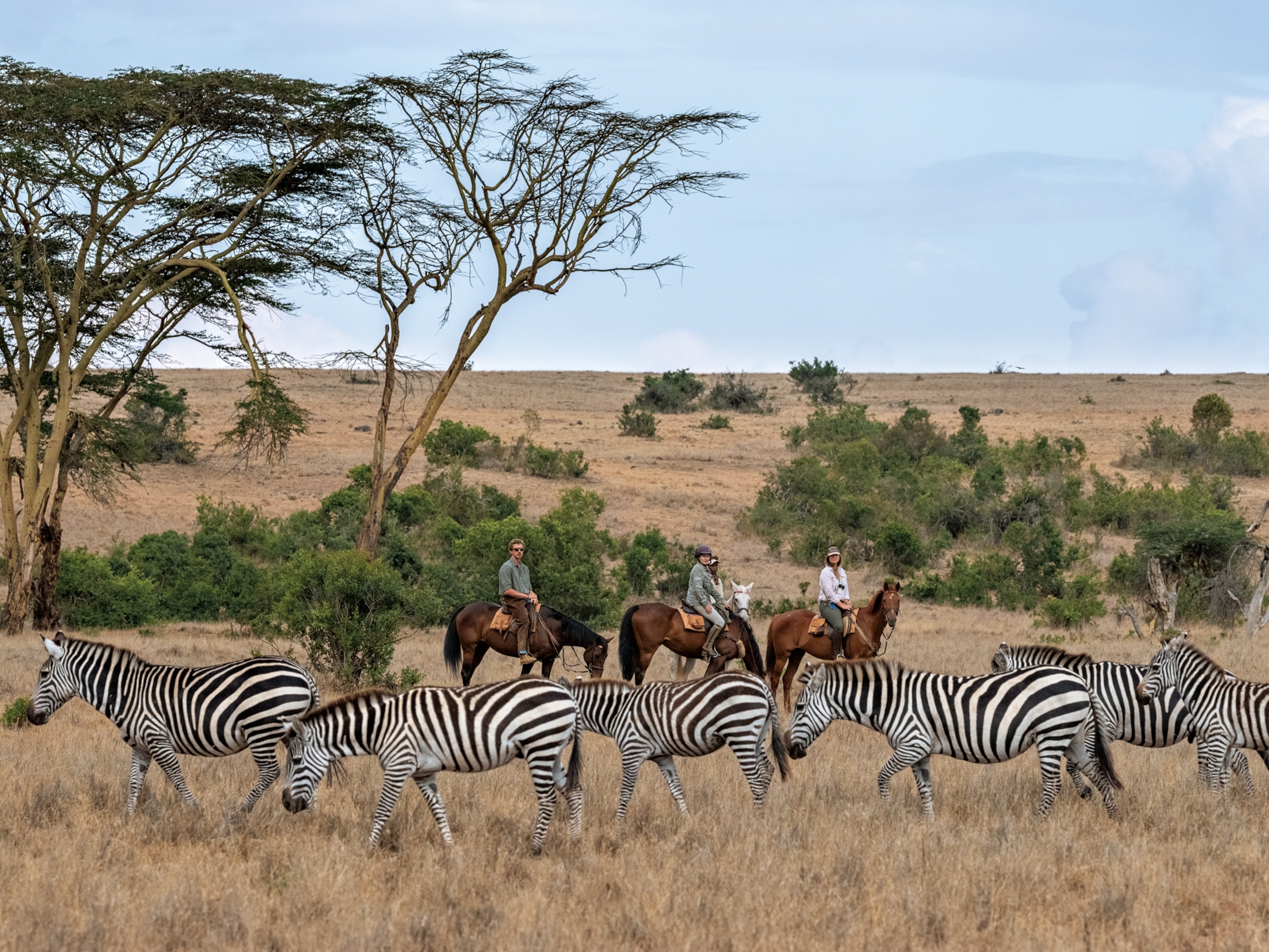 Guide Hamprey Mweterwa, and riders Llewellyn, Eloise and Tatiana Rose Dyer, watch a herd of zebra from atop their horses in Borana Conservancy, Kenya