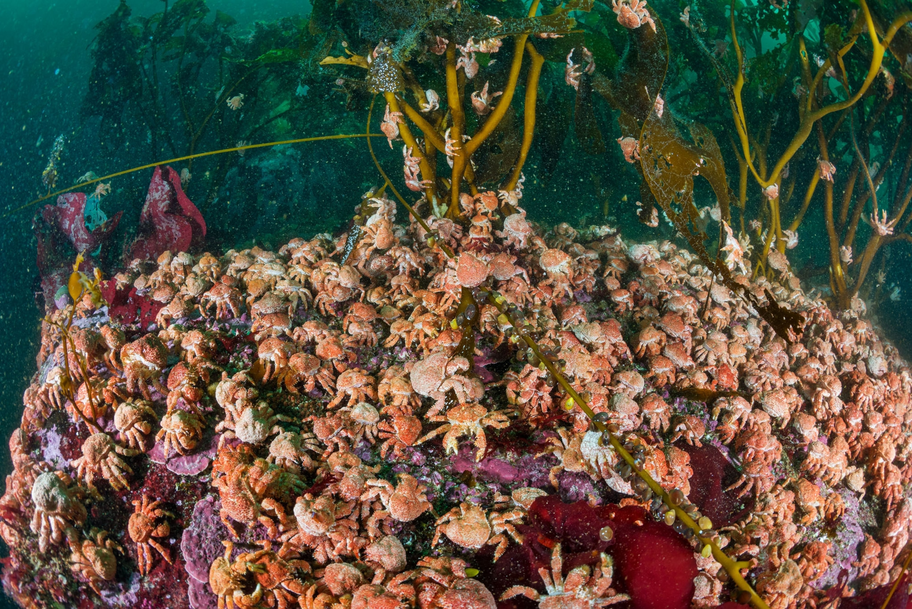 underwater marine life