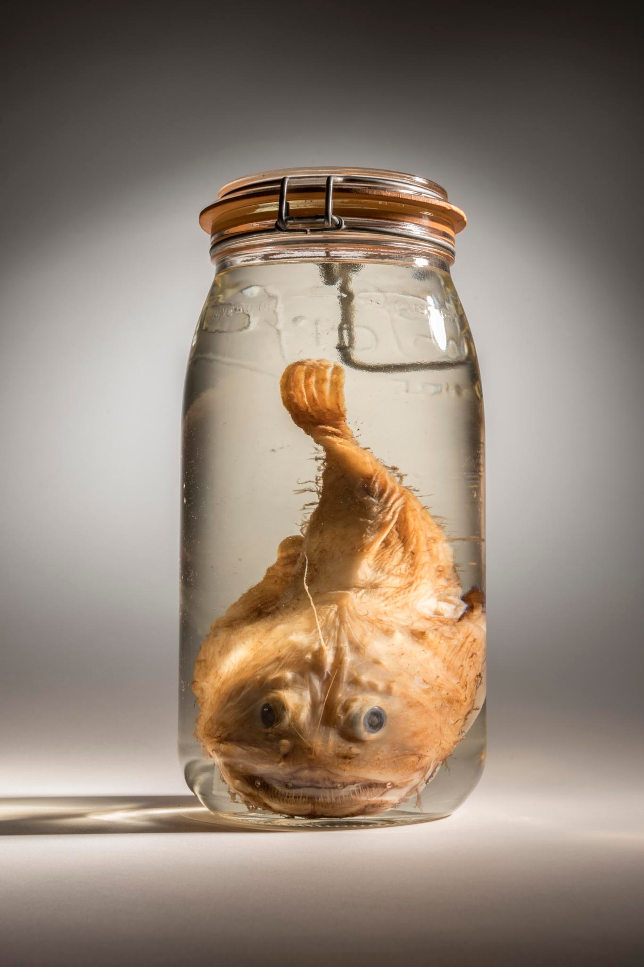 a freshwater monkfish in a jar