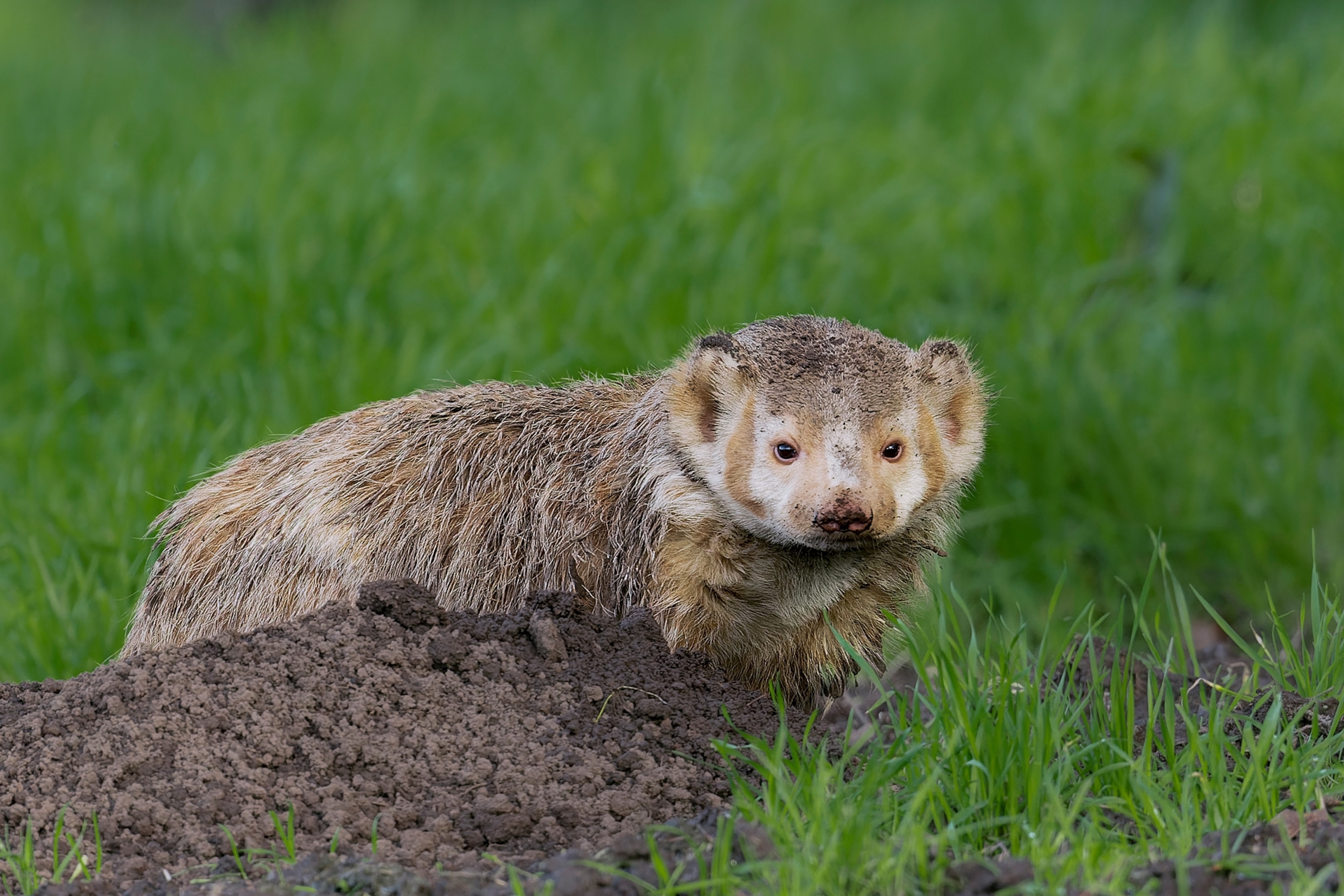 A close-up photograph of the erythristic badger after freshly digging a new burrow.