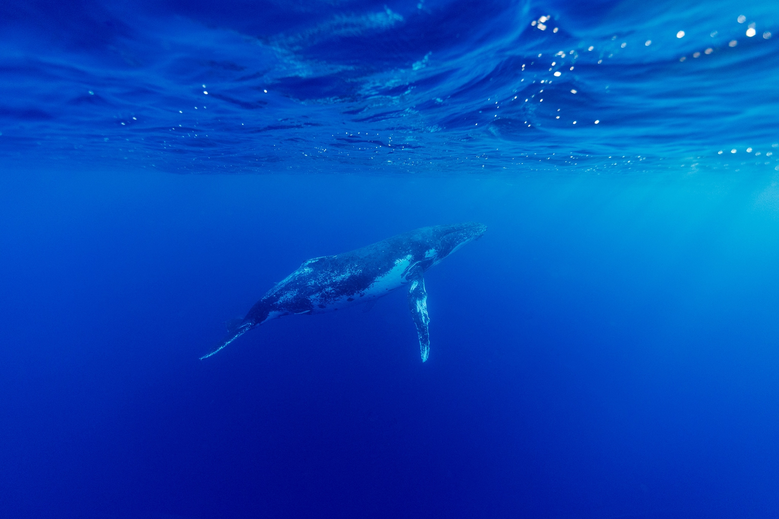 A whale swims near the surface of the water.