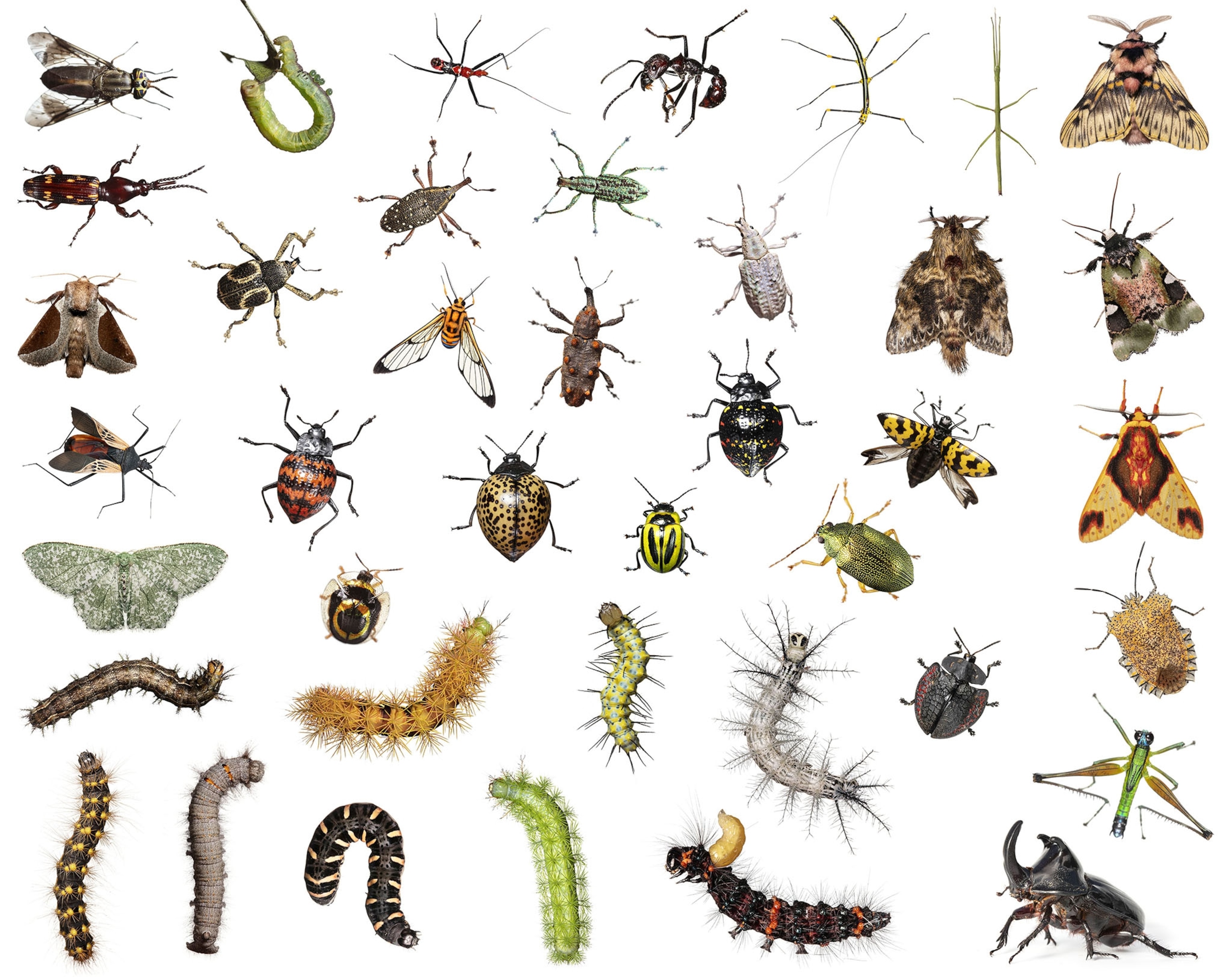 multiple different species of insects
