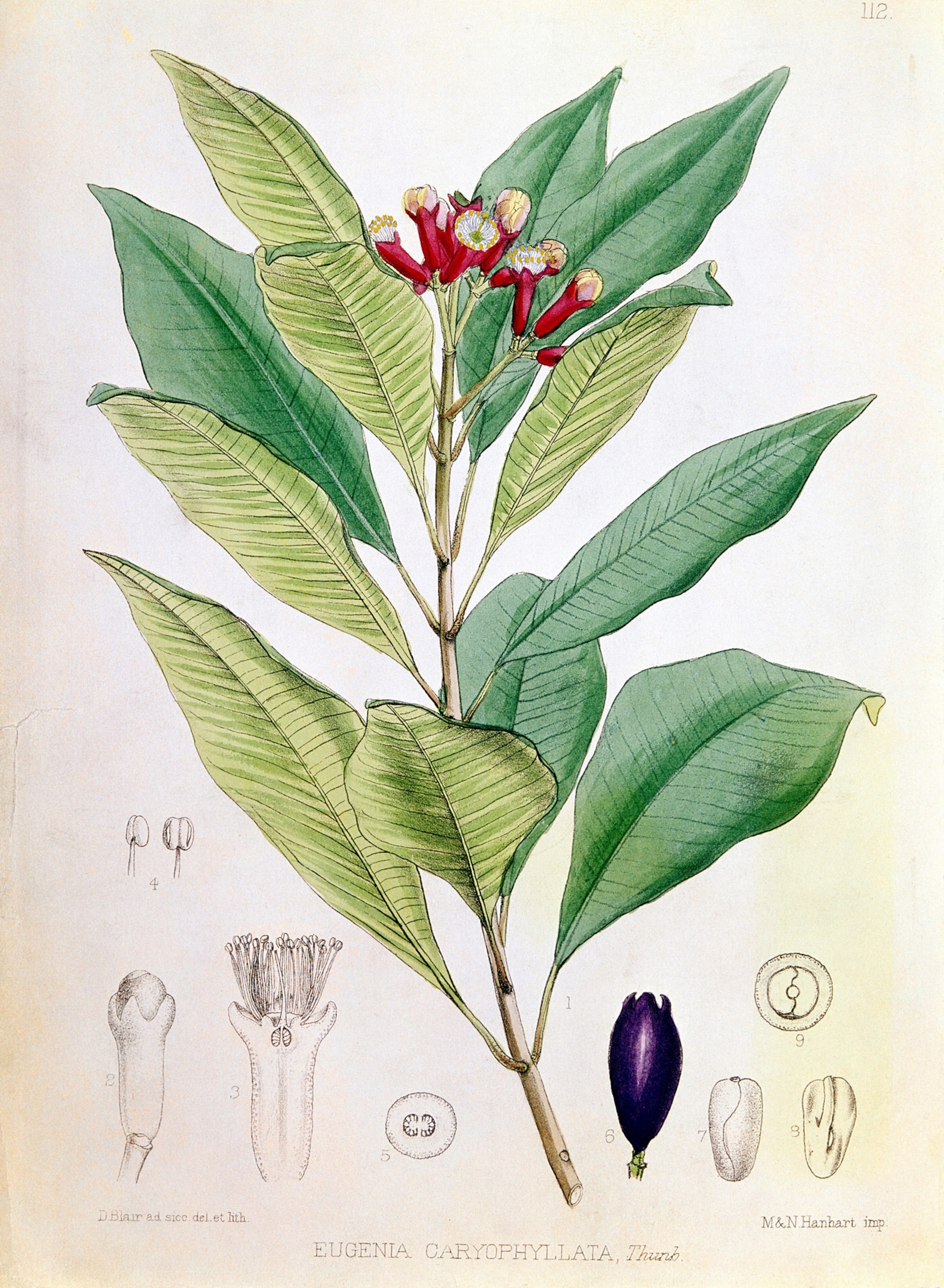 a a branch with green leaves and red sprouts