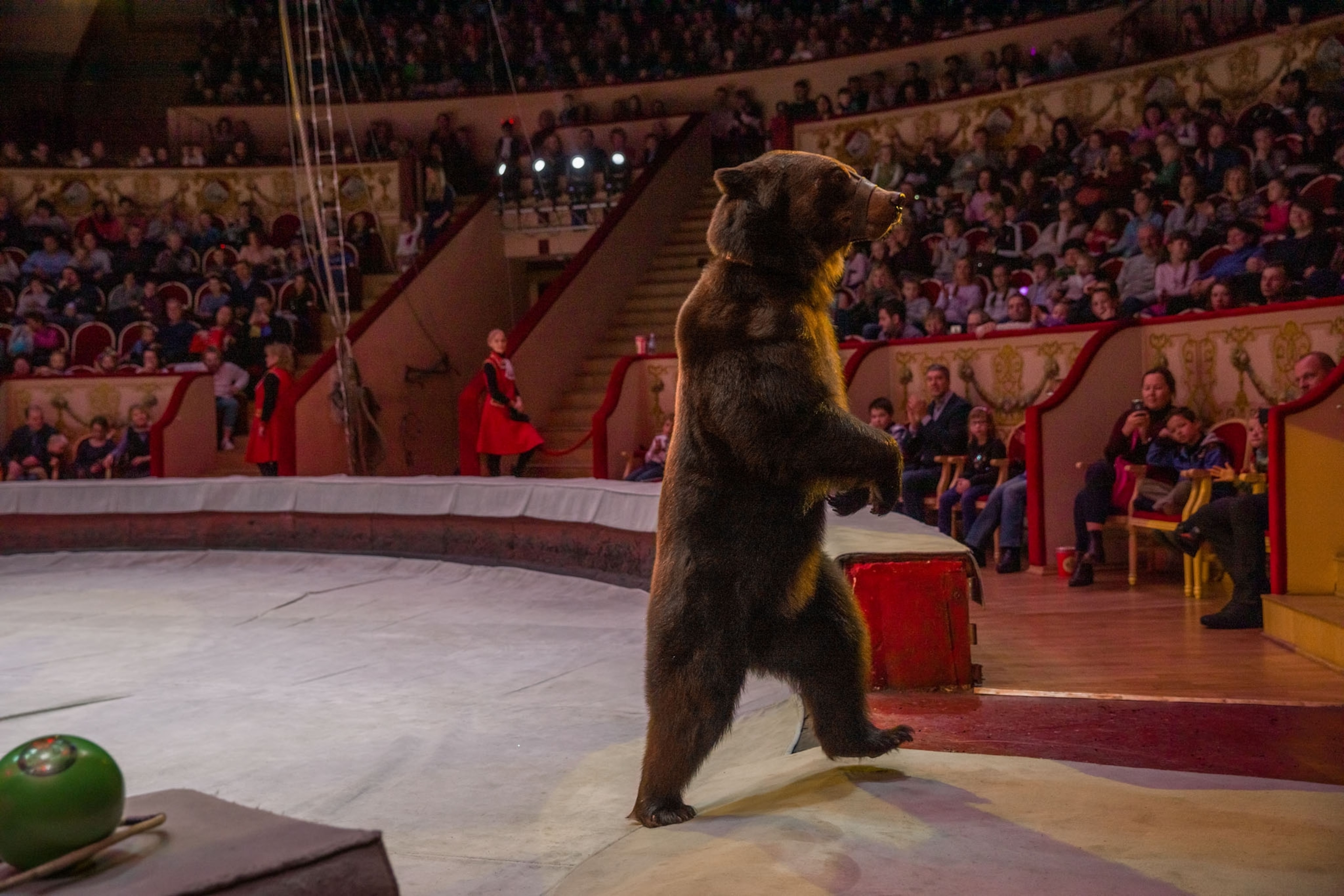 brown bear walking on two legs