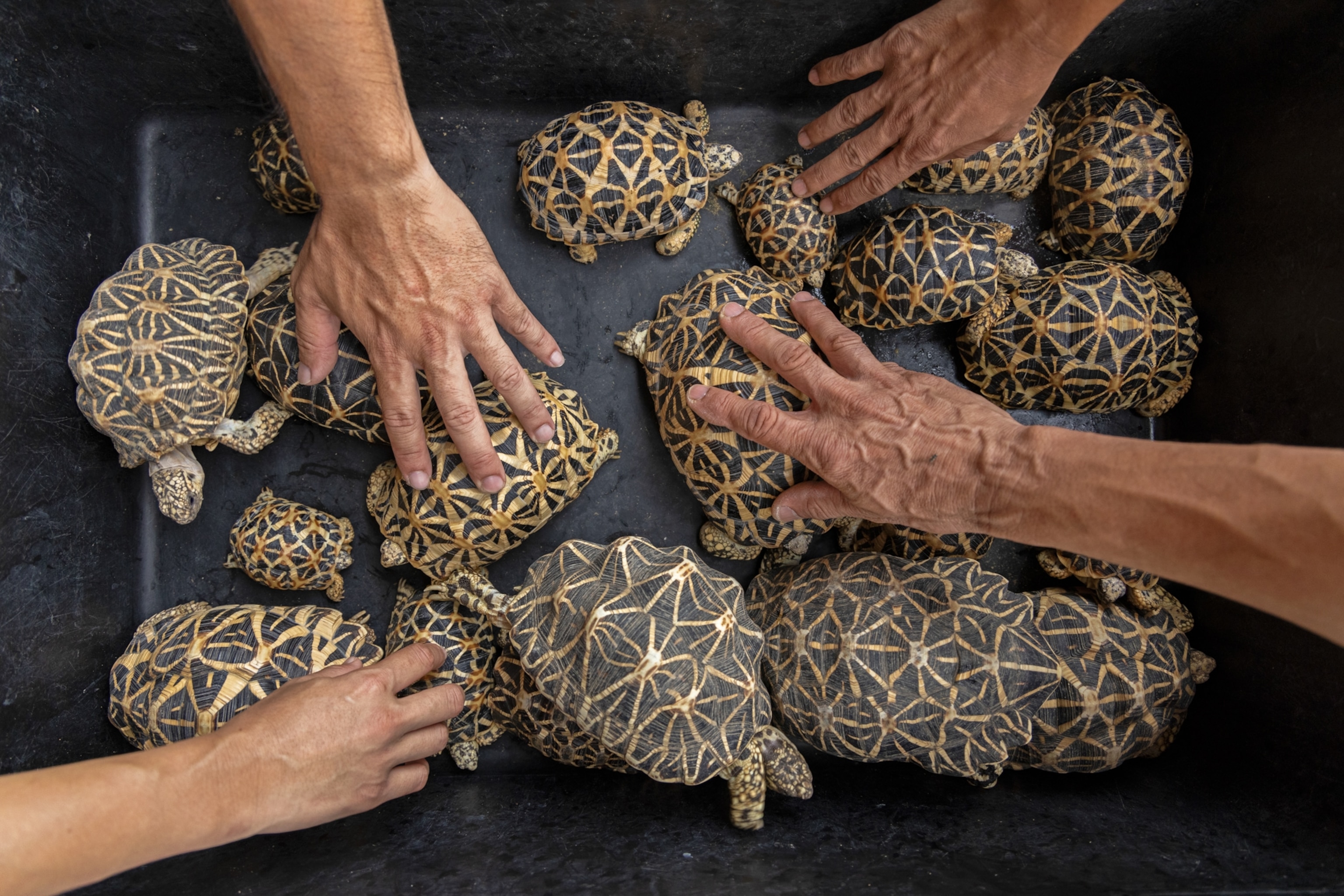 Over a dozen star tortoises of varying sizes in a black box as the hands of customers reach to examine the tortoises' shells.