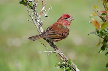 a purple finch
