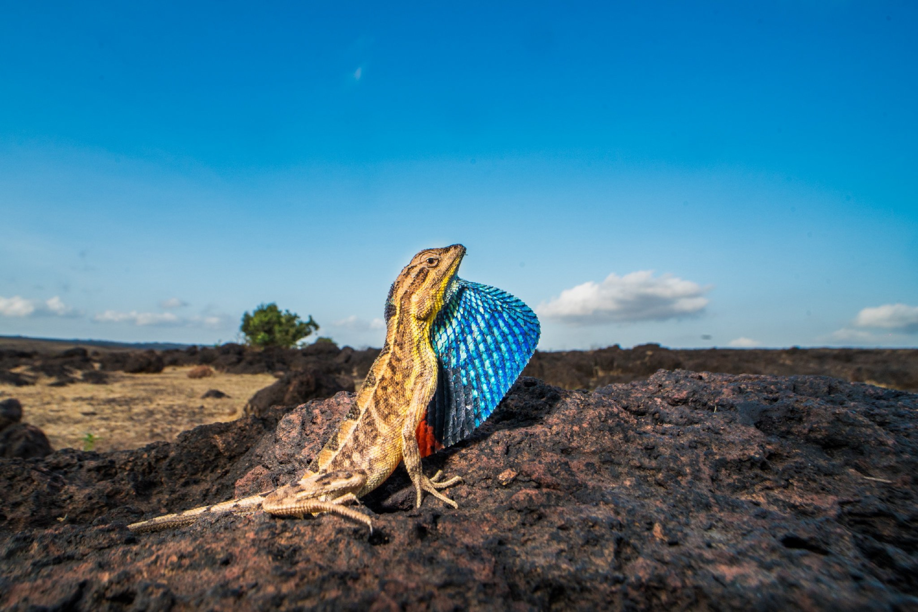 lizard