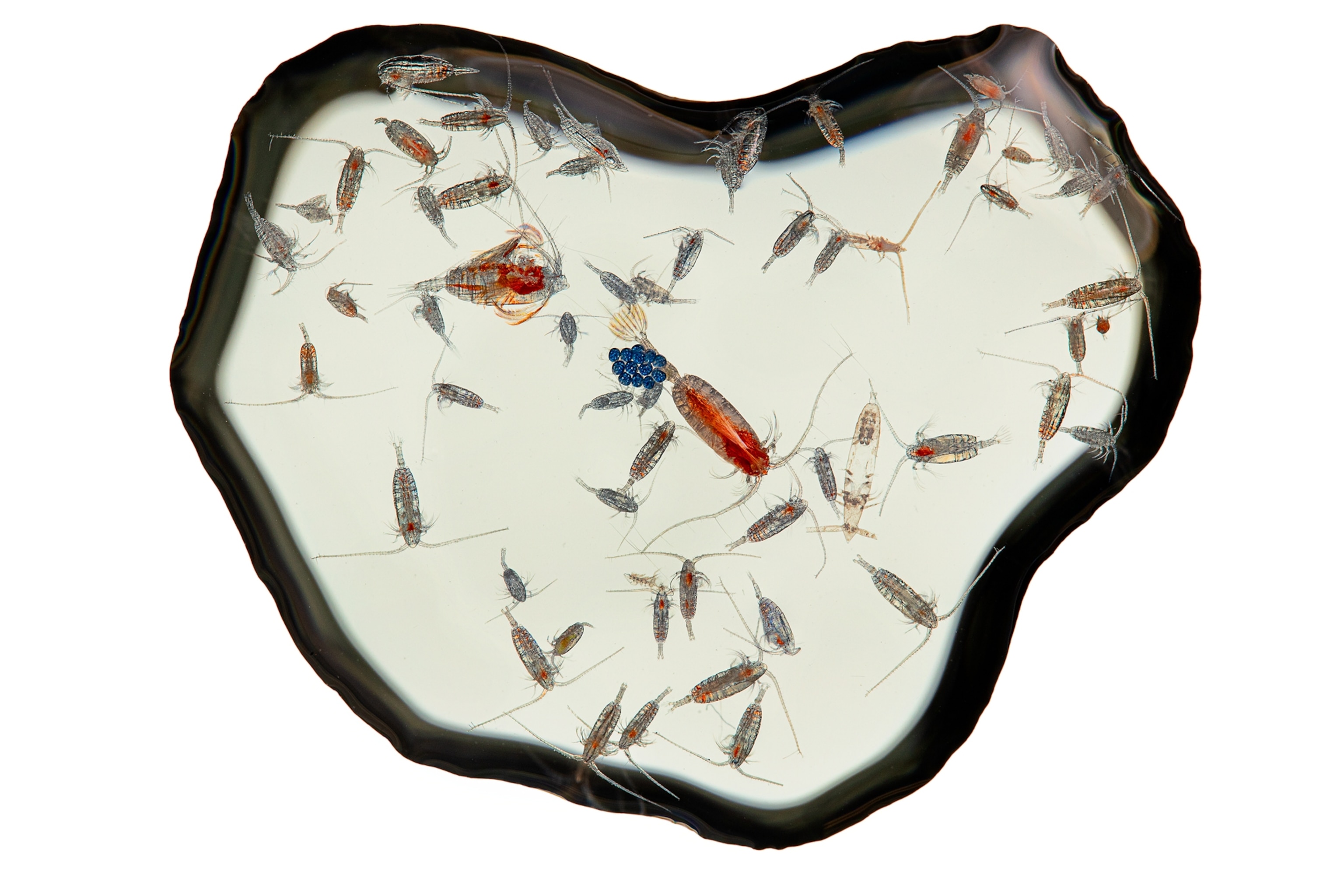 Two larger and colorful crustaceans among small and colorless ones.