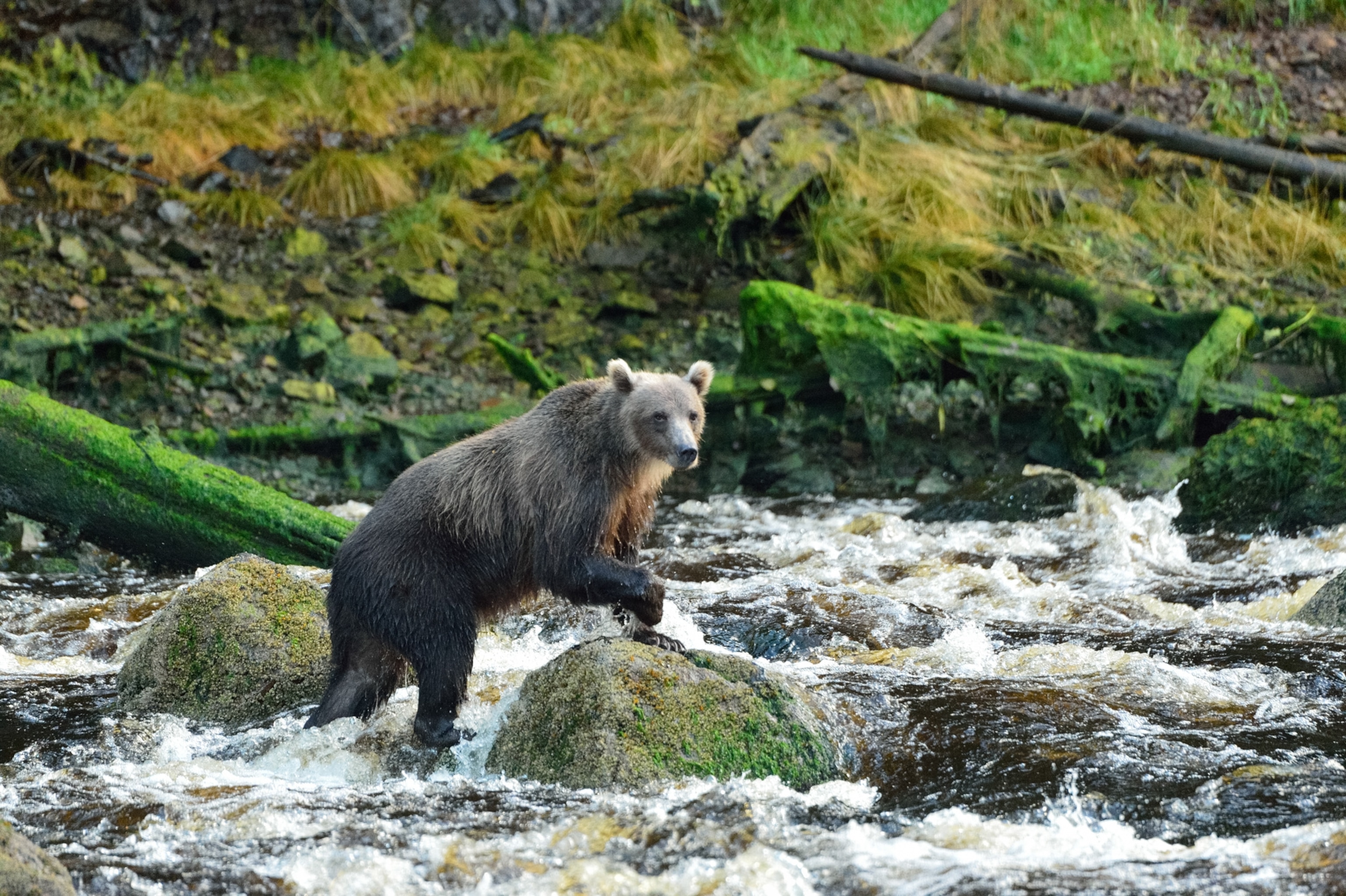 A grizzly bear walking along a shallow portion of river with green mossy rocks and logs in the background.