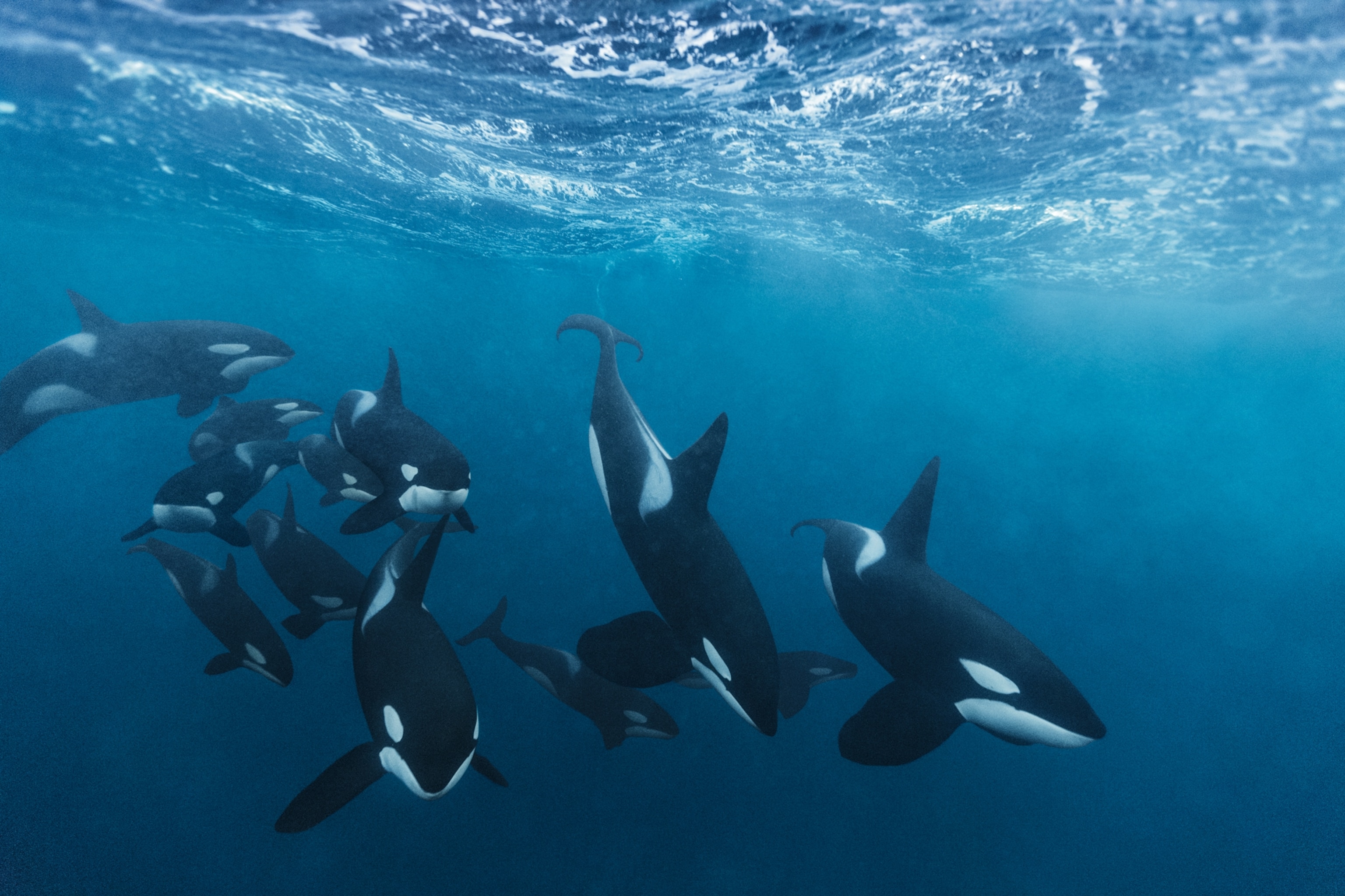 orcas hunting for herring in Norway’s Andfjorden