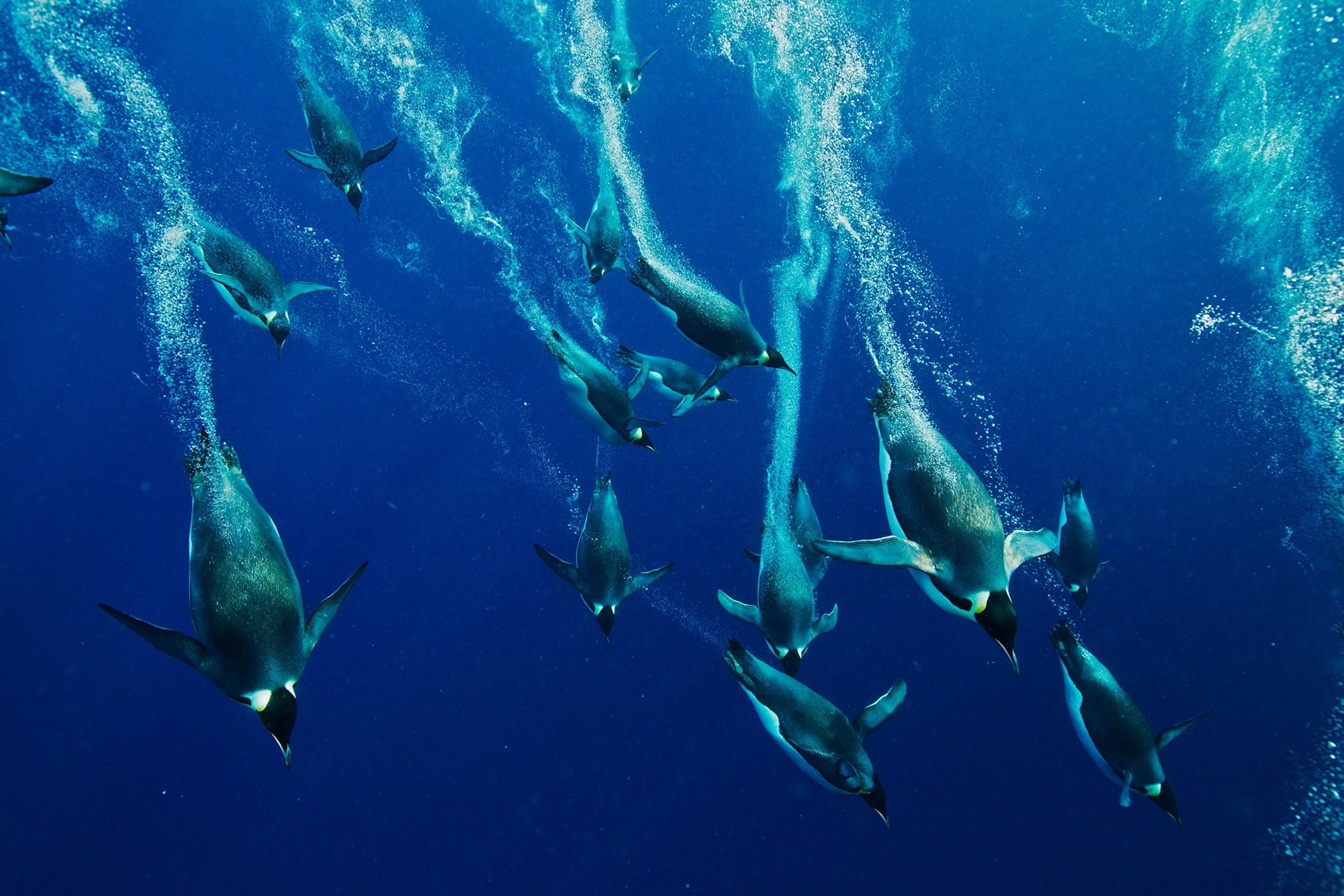 emperor penguins