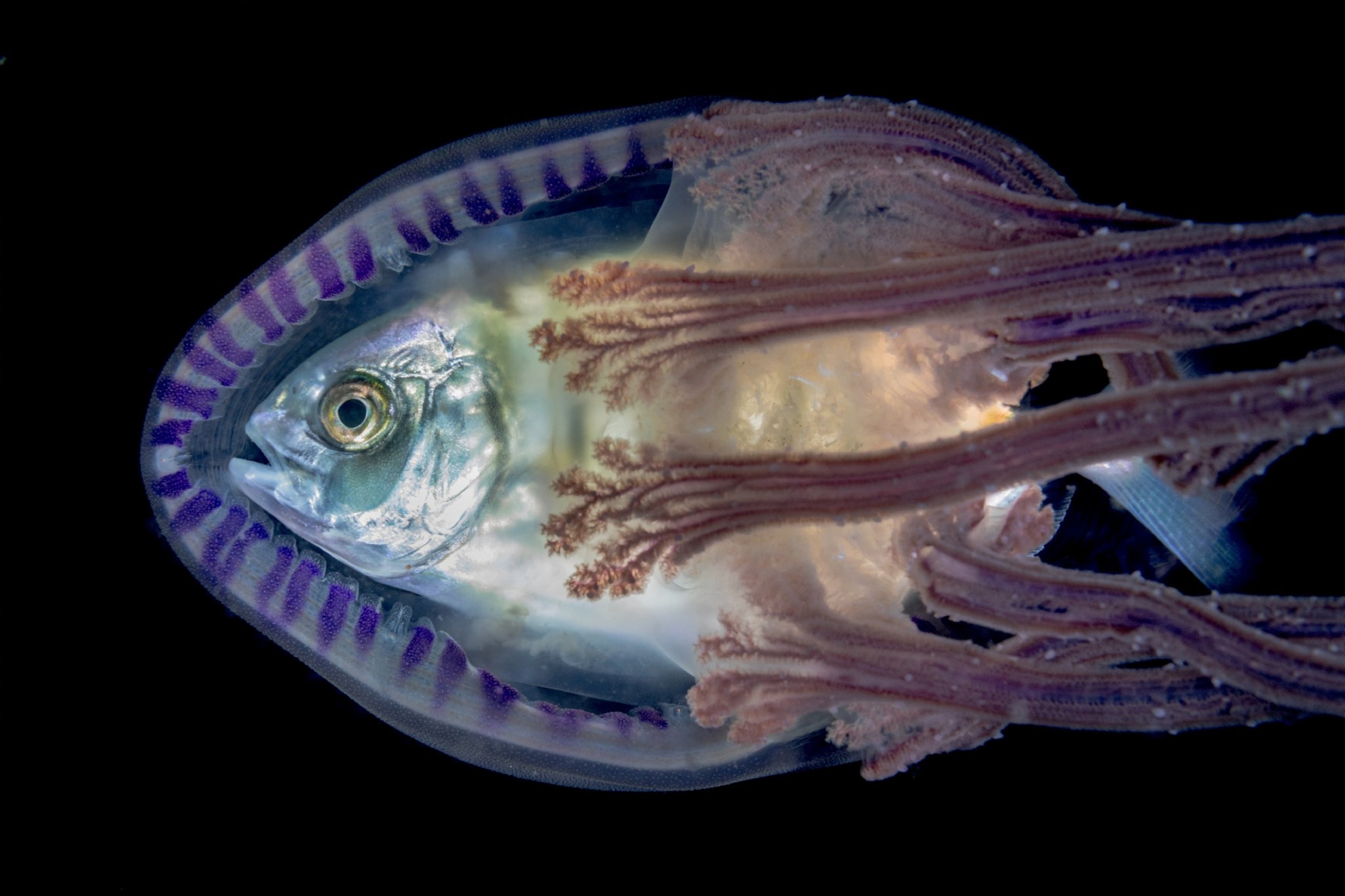 fish