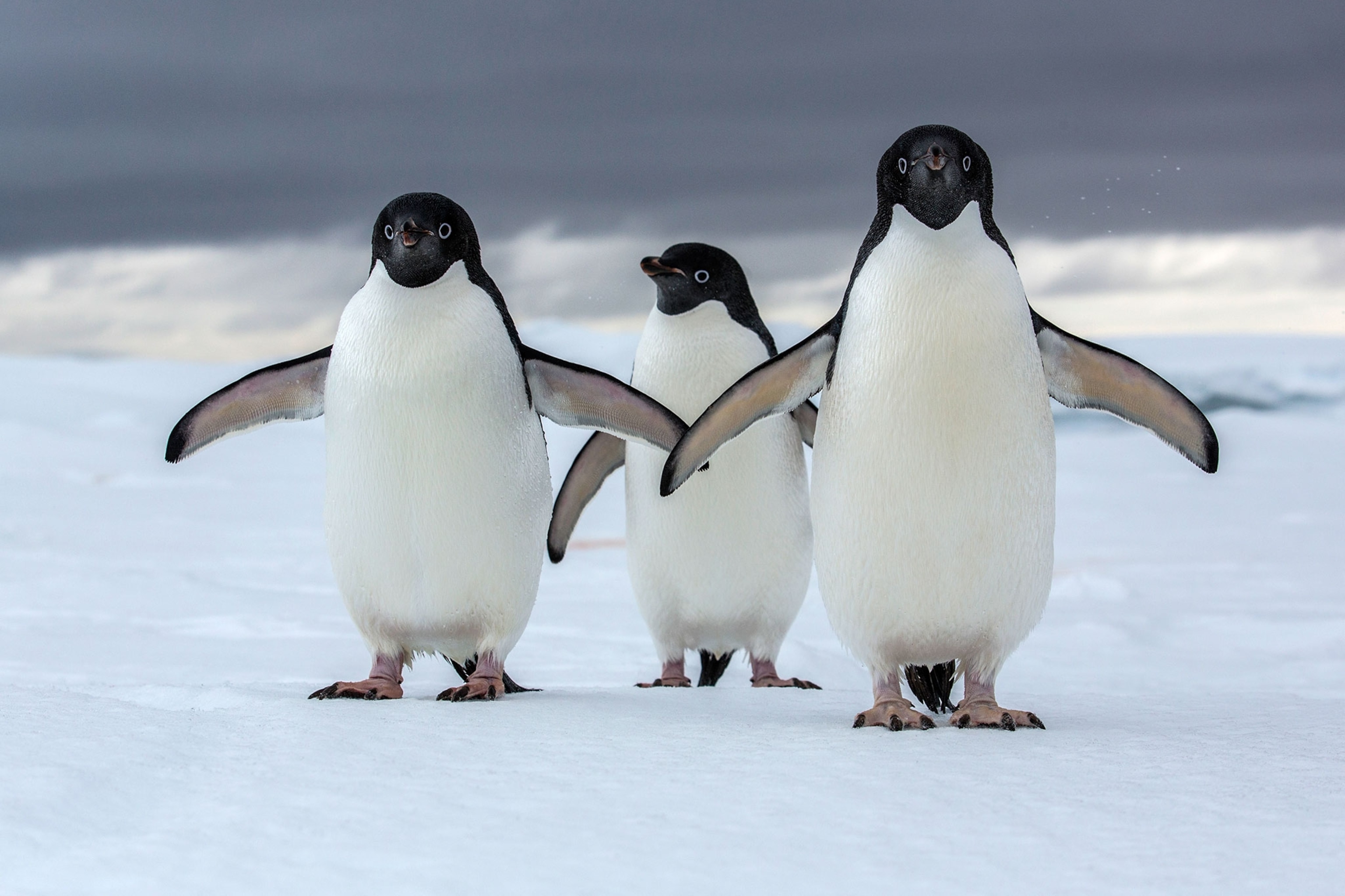 Adelie penguin