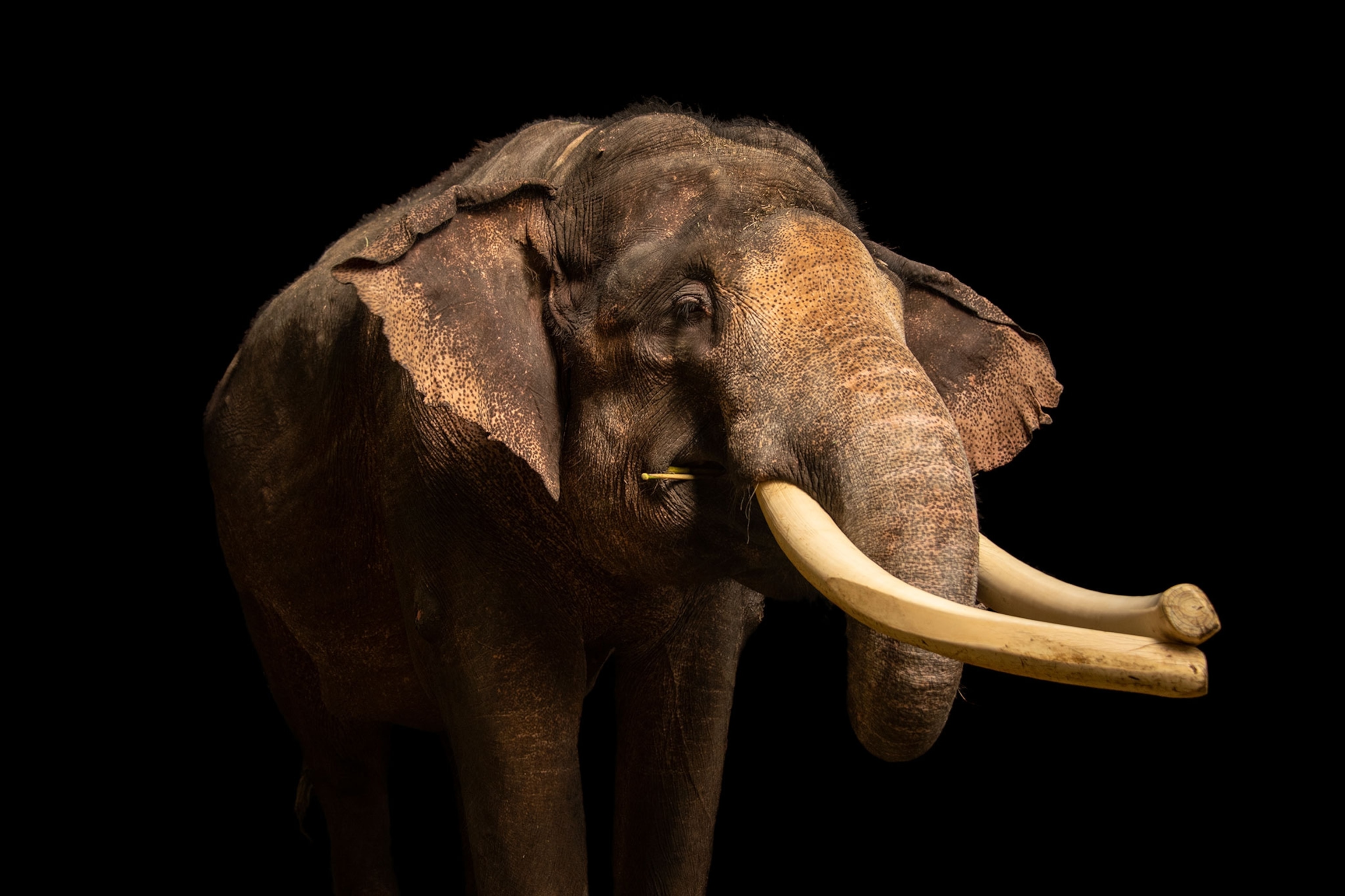 An elephant with large tusks against a black background