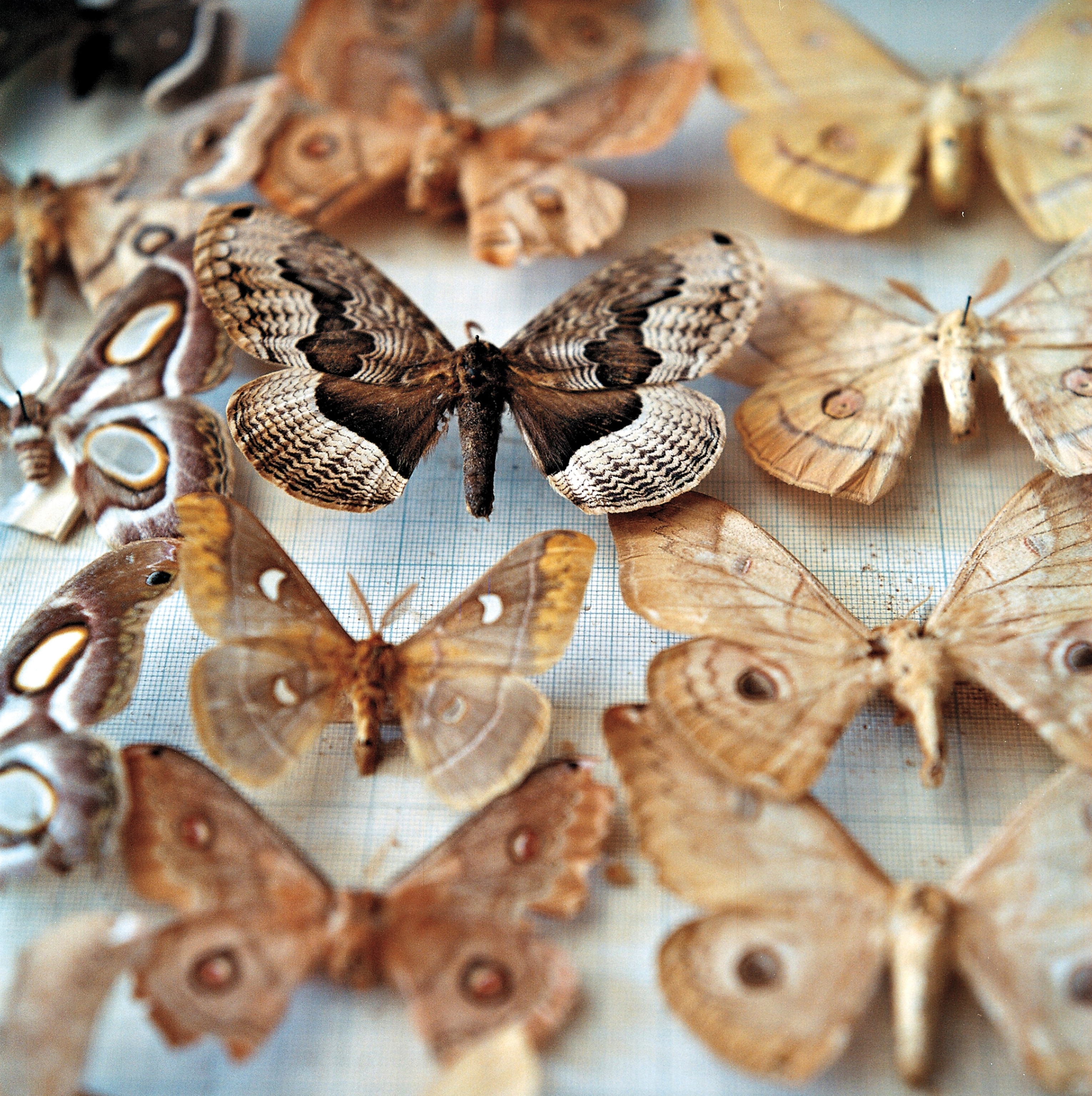 A butterfly collection shows a moth in the center.