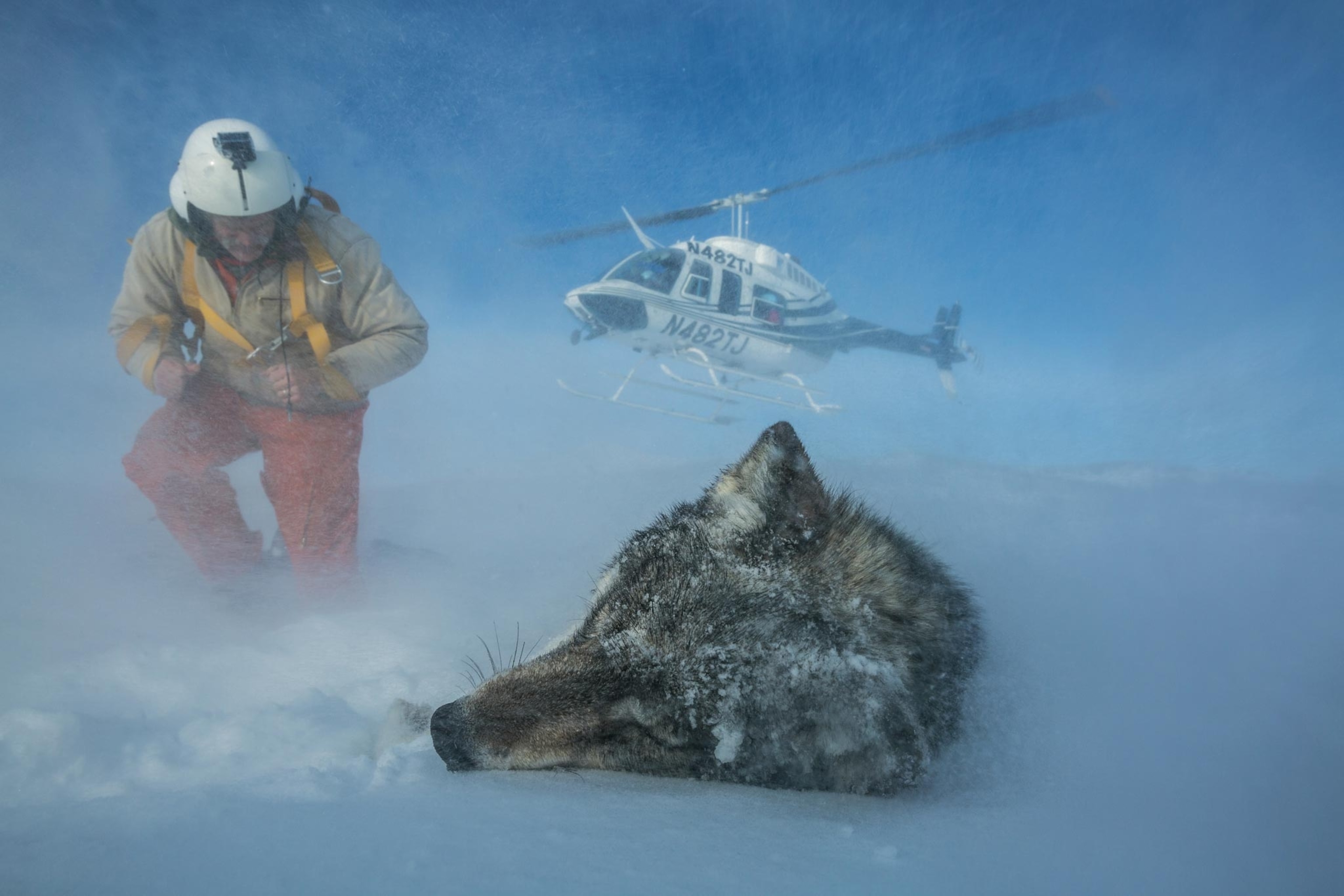 a biologist in Yellowstone with a gray wolf that has been sedated