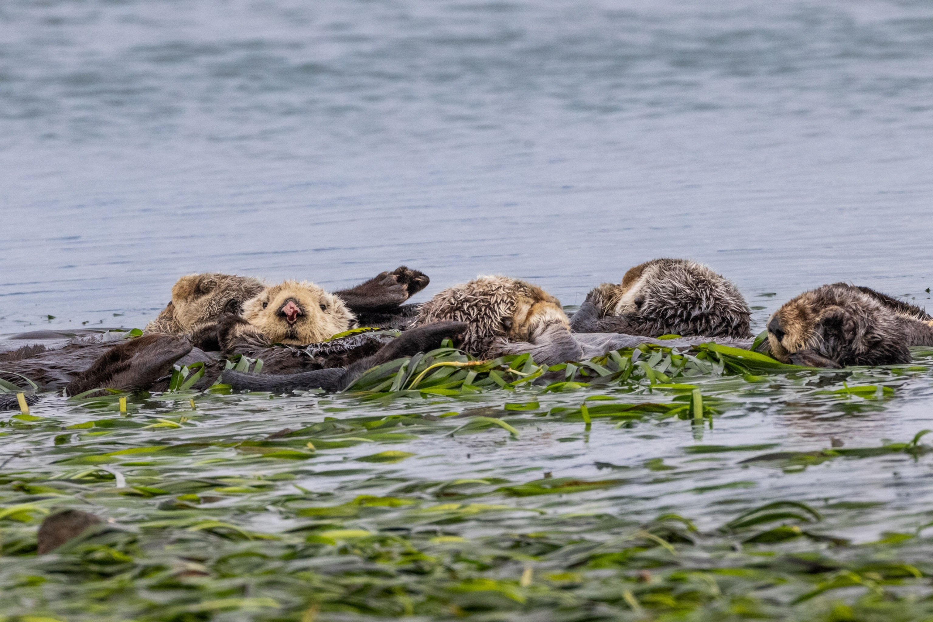 Picture of a raft of female sea otters resting on floating sea grass.