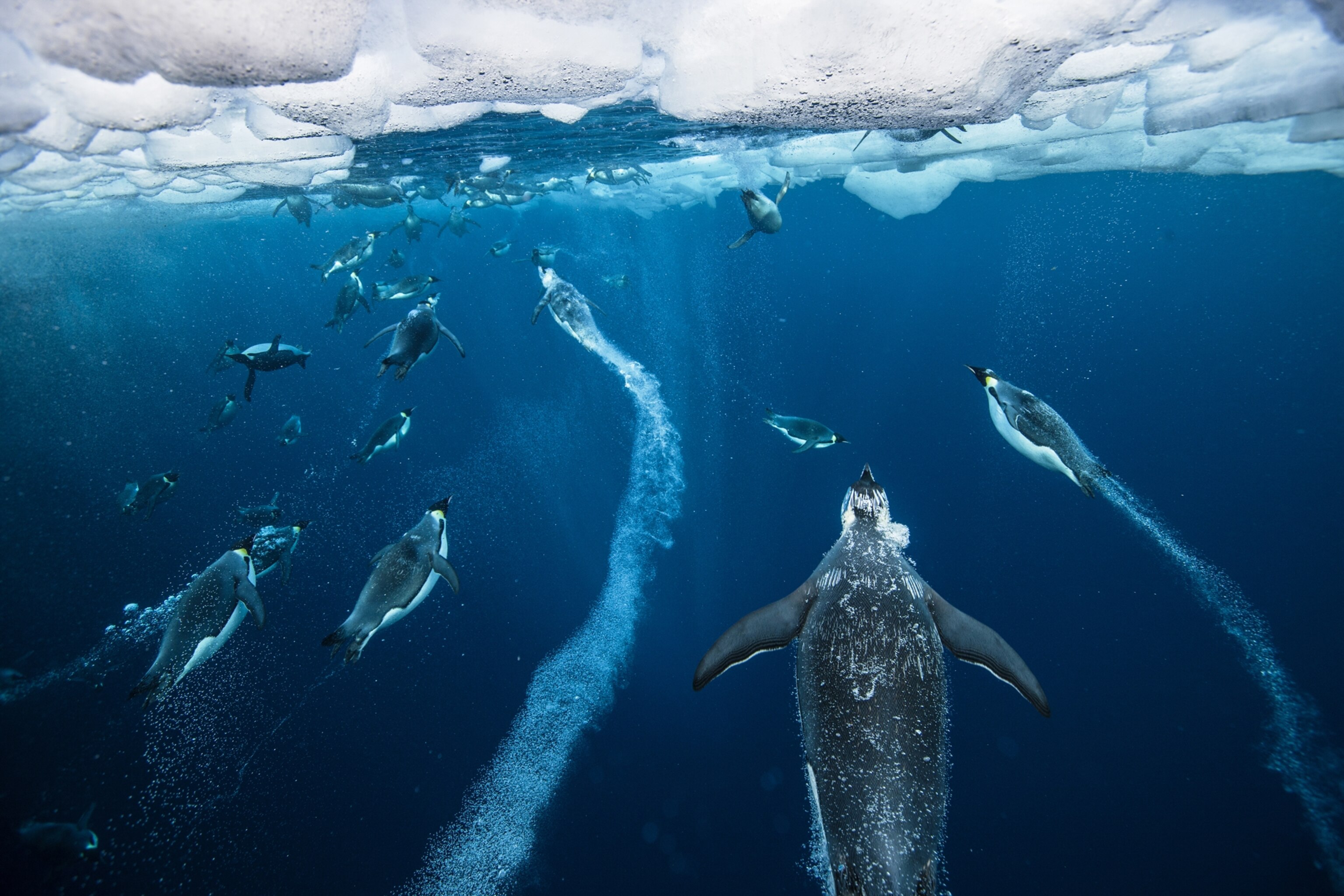 penguins swimming, Ross Sea, Antarctica