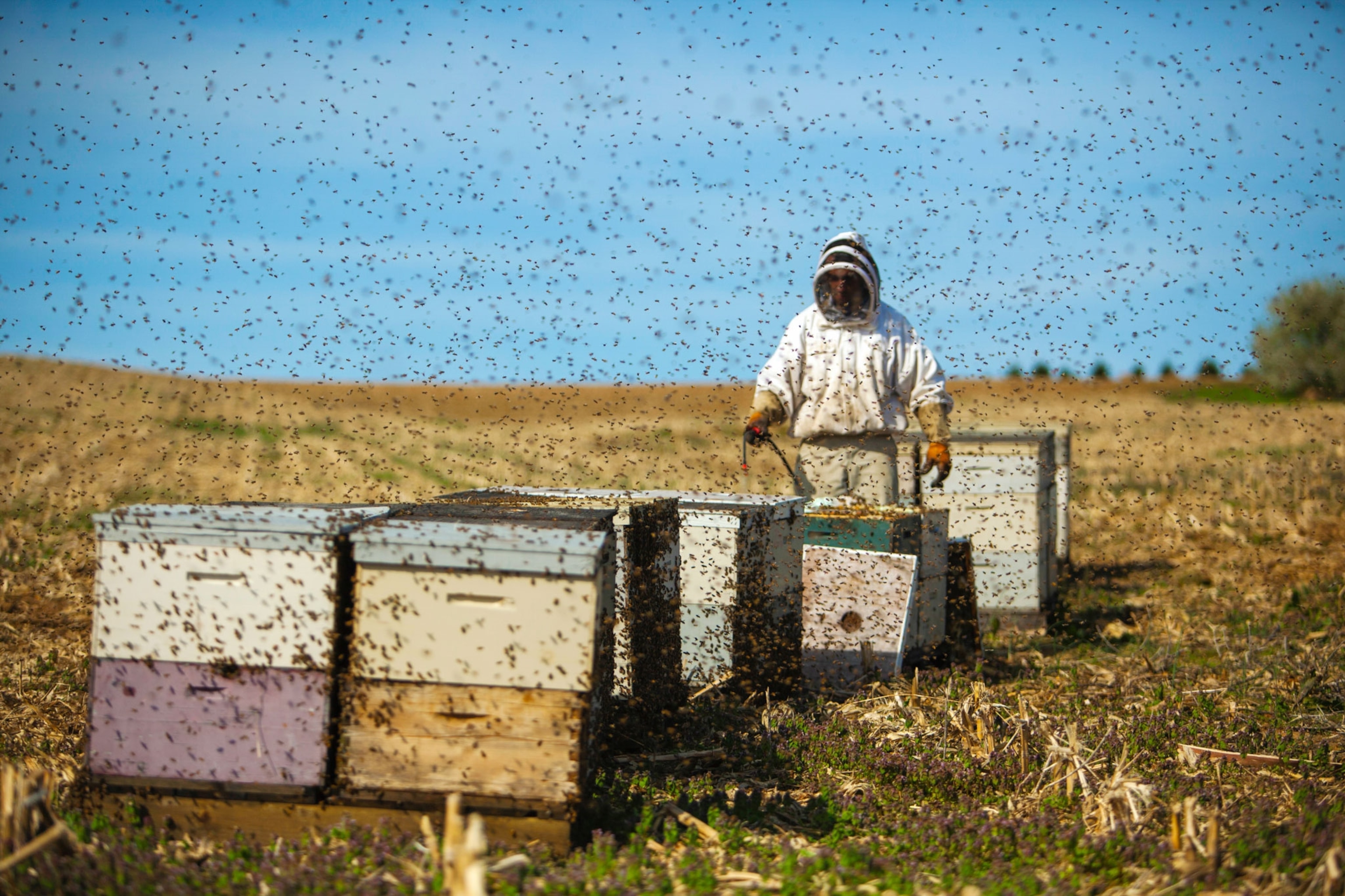 a beekeeper with hives