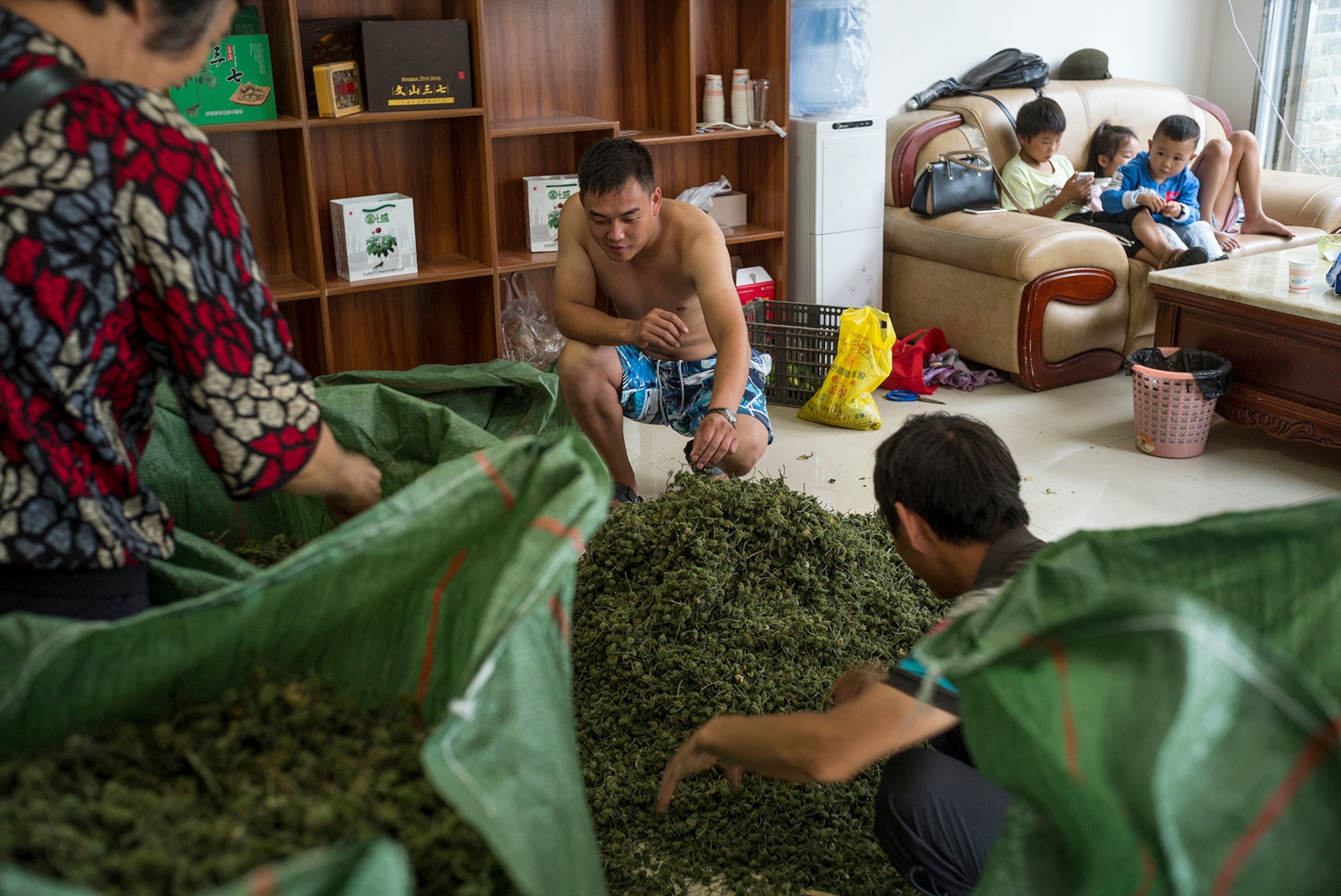 three people sorting dried herbs on a green tarp inside a home