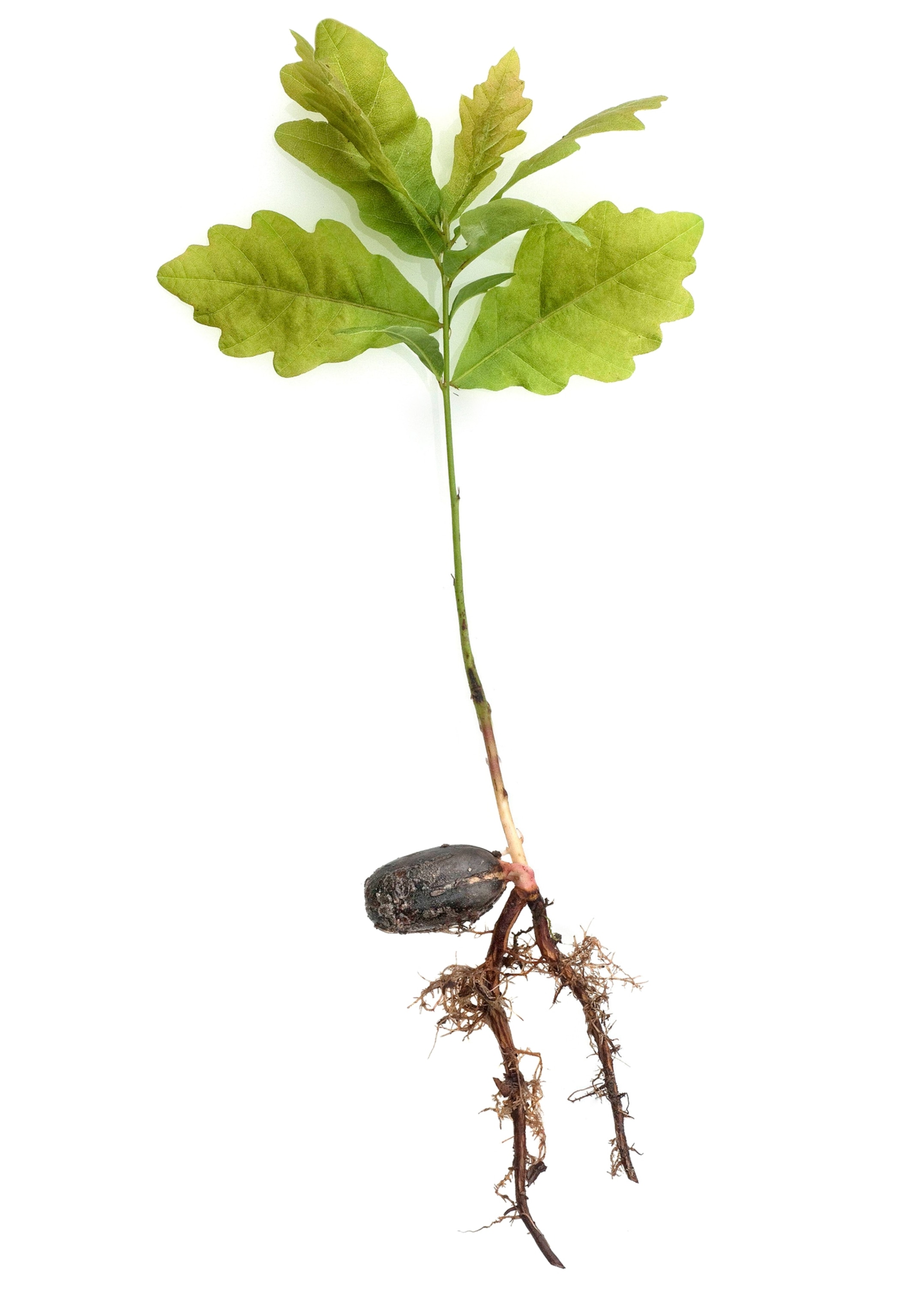 Picture of acorn with a sprout.