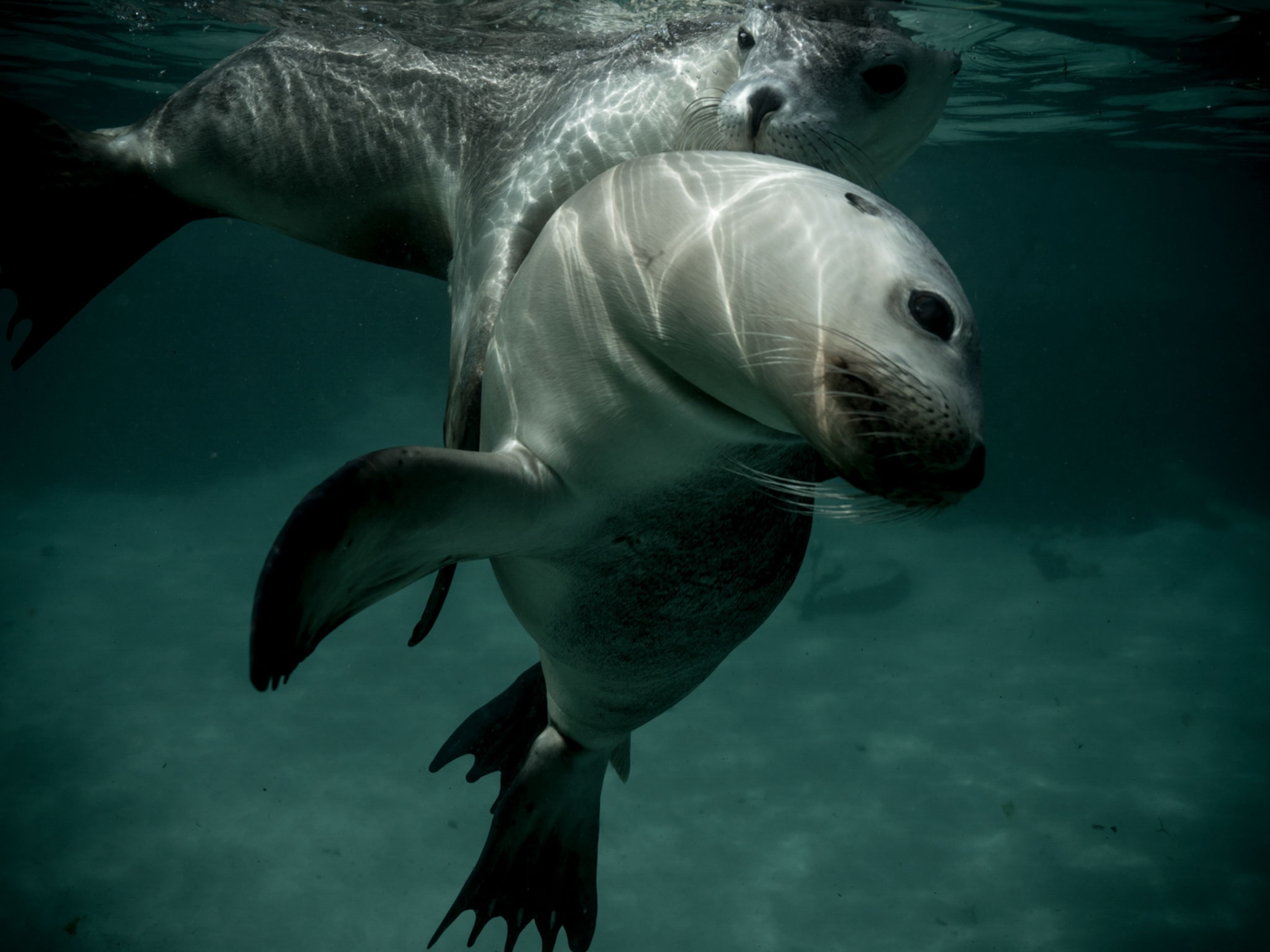 sea lions in Australia