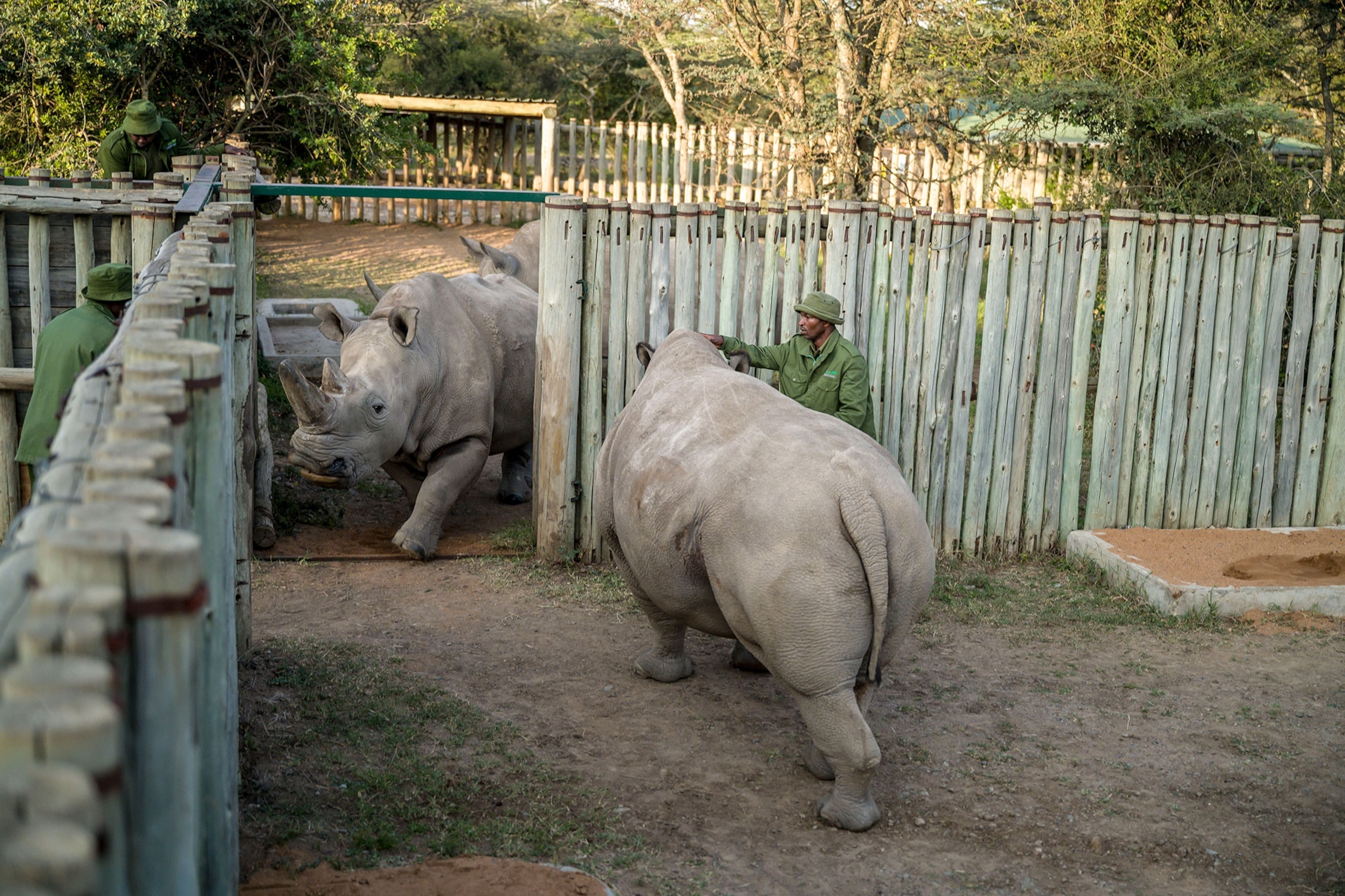 northern white rhinos Fatu and Najin