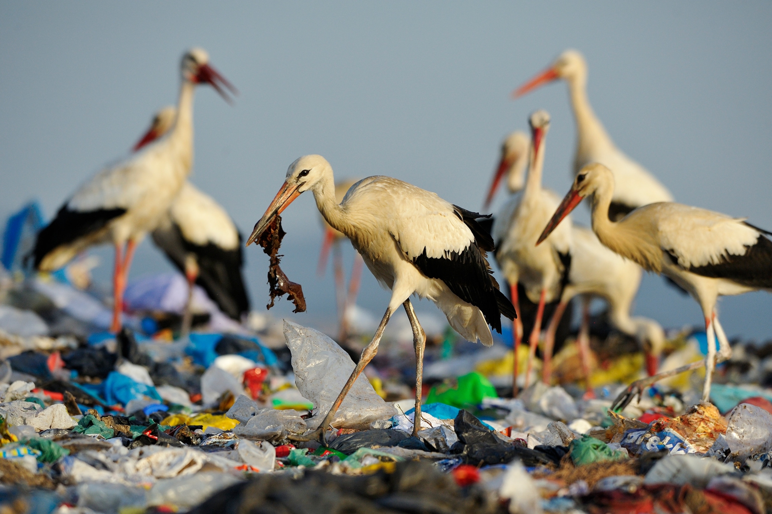 white storks foraging in a landfill