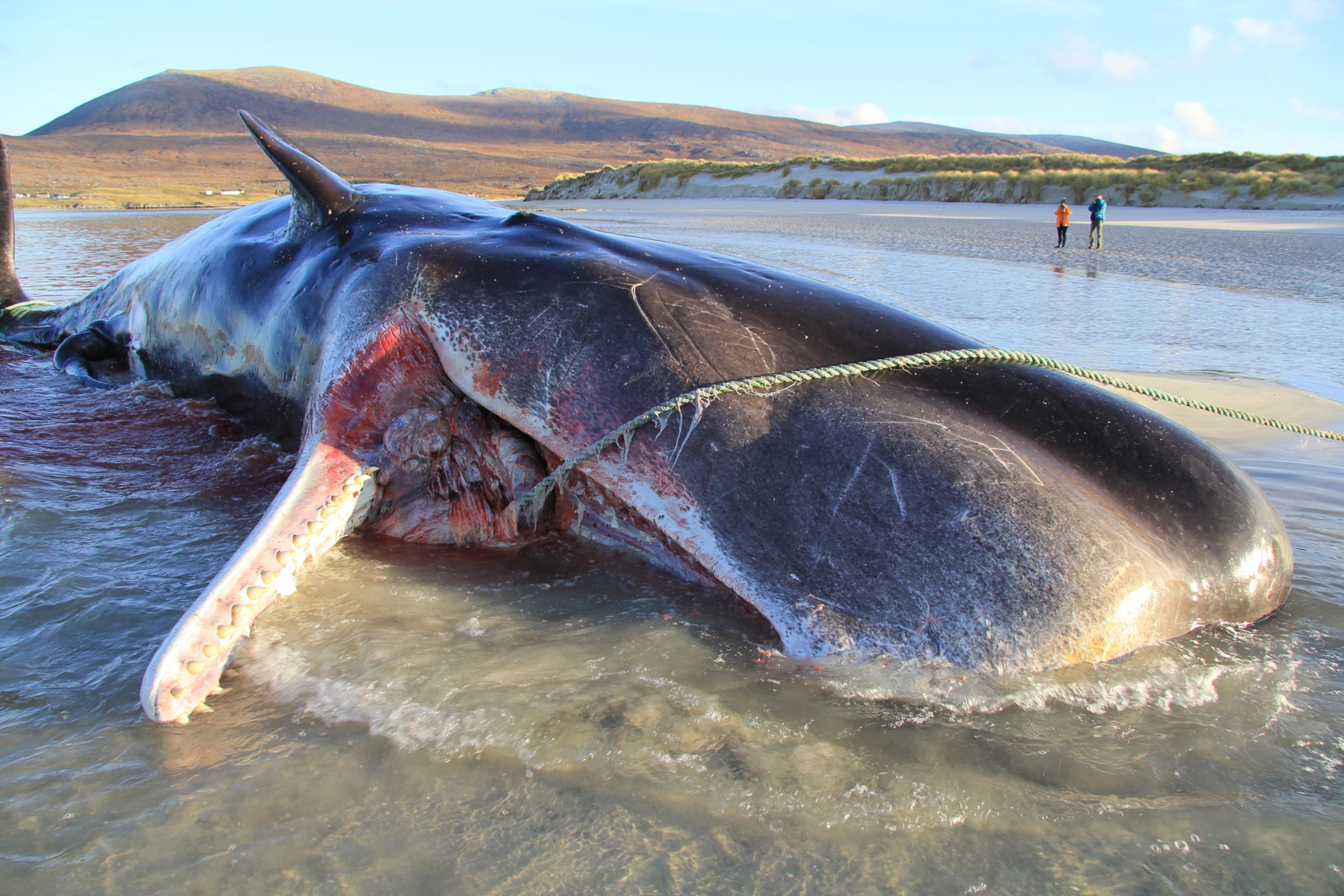 a dead sperm whale