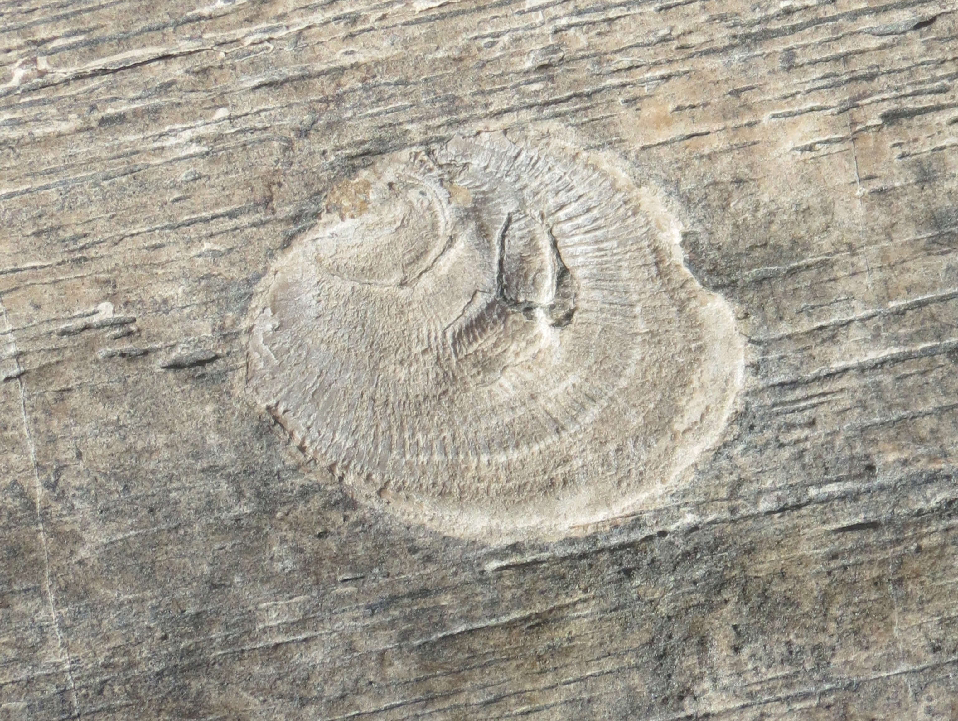 A detailed imprint.