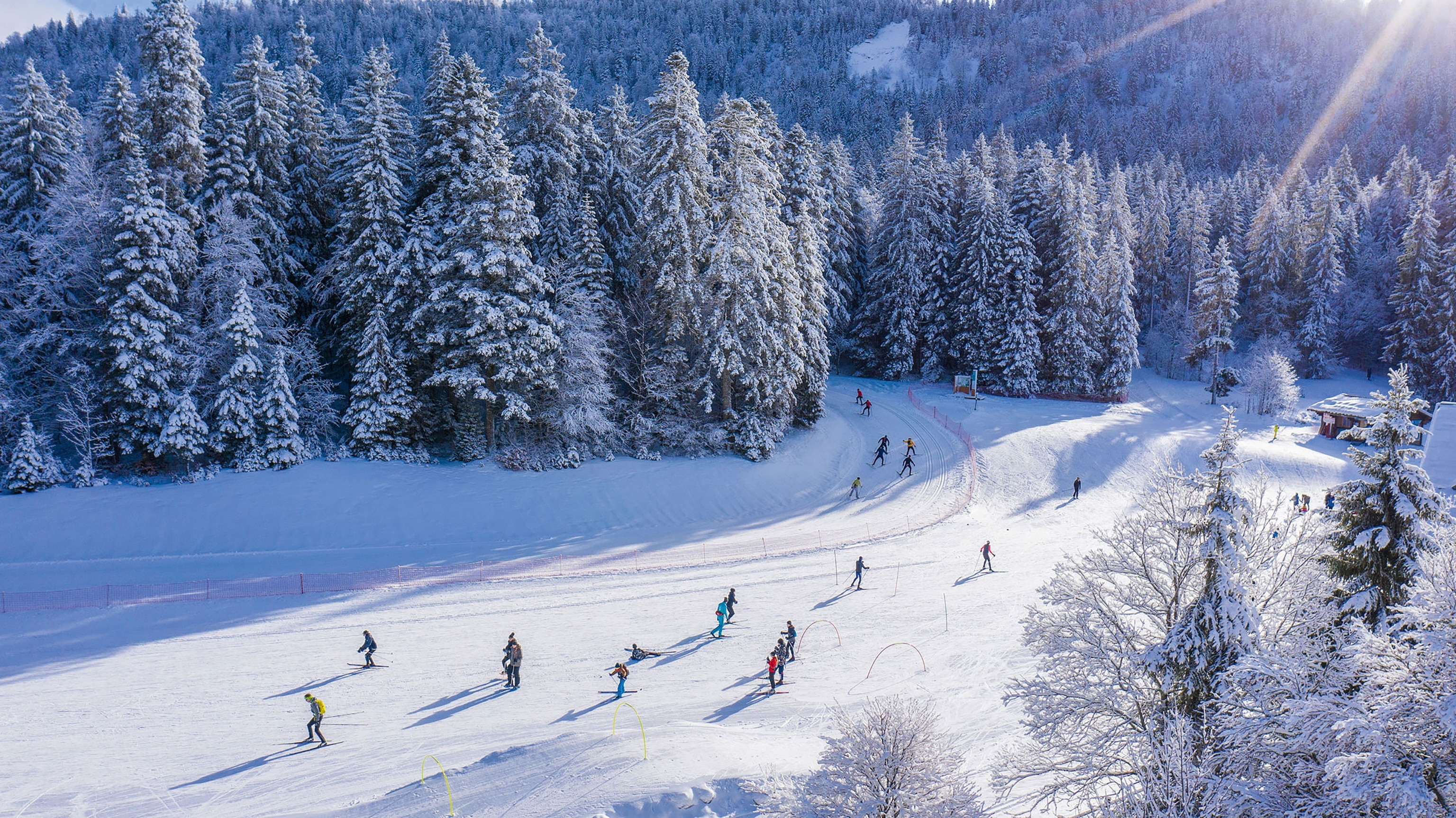 people skiing amongst large, snow covered trees, sunny day