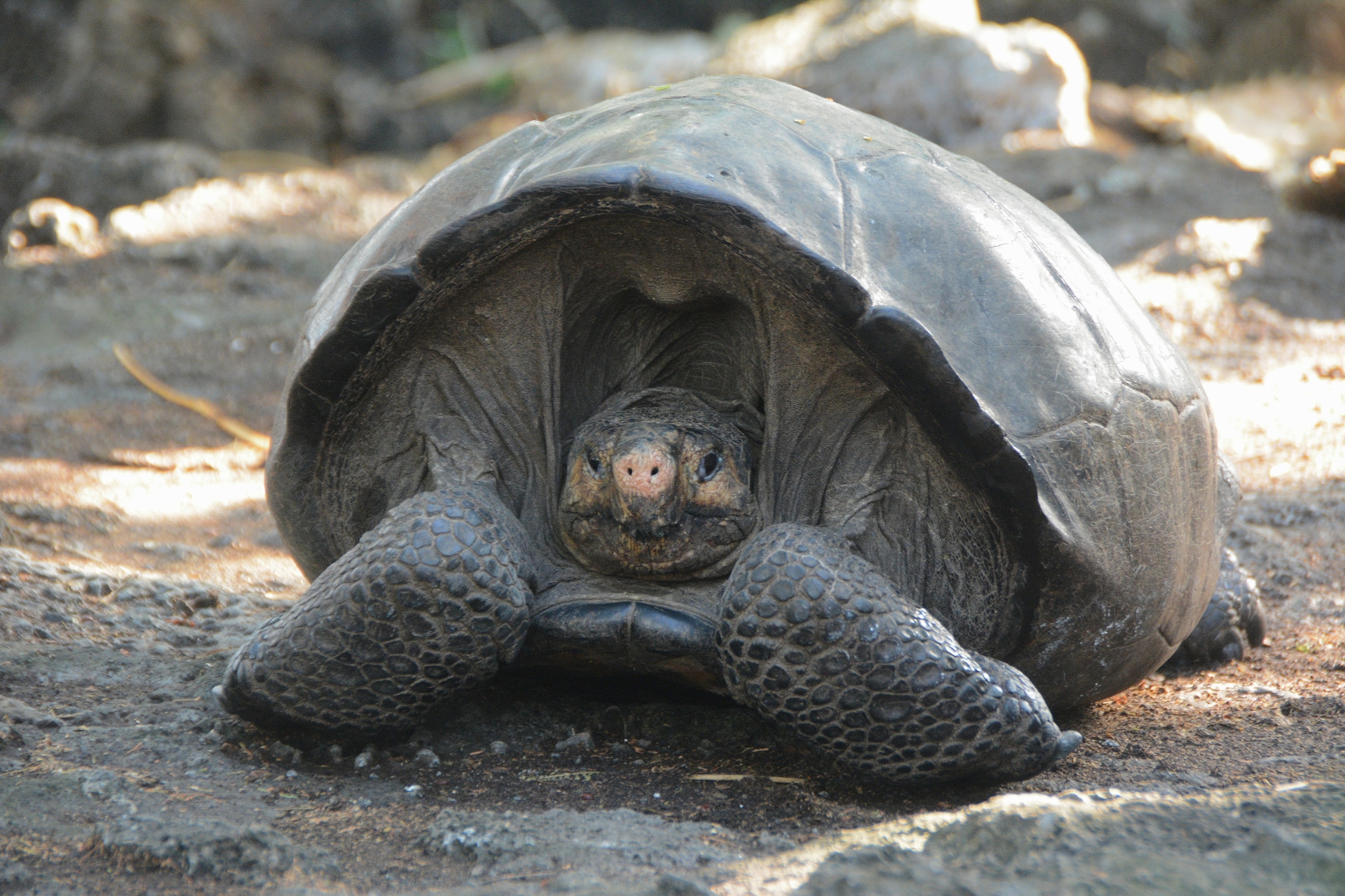 a Galapagos tortoise