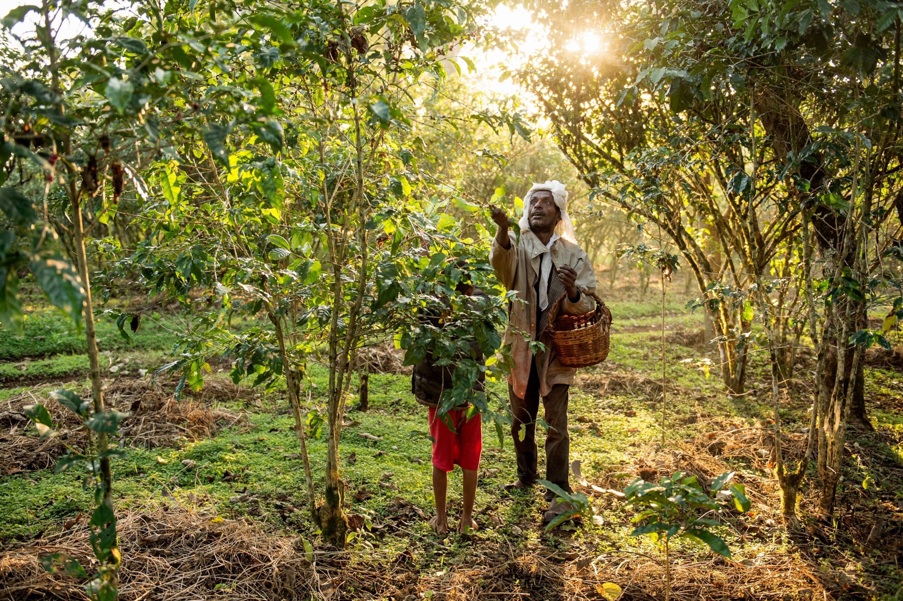 laborers picking coffee cherries in Choche, Ethiopia