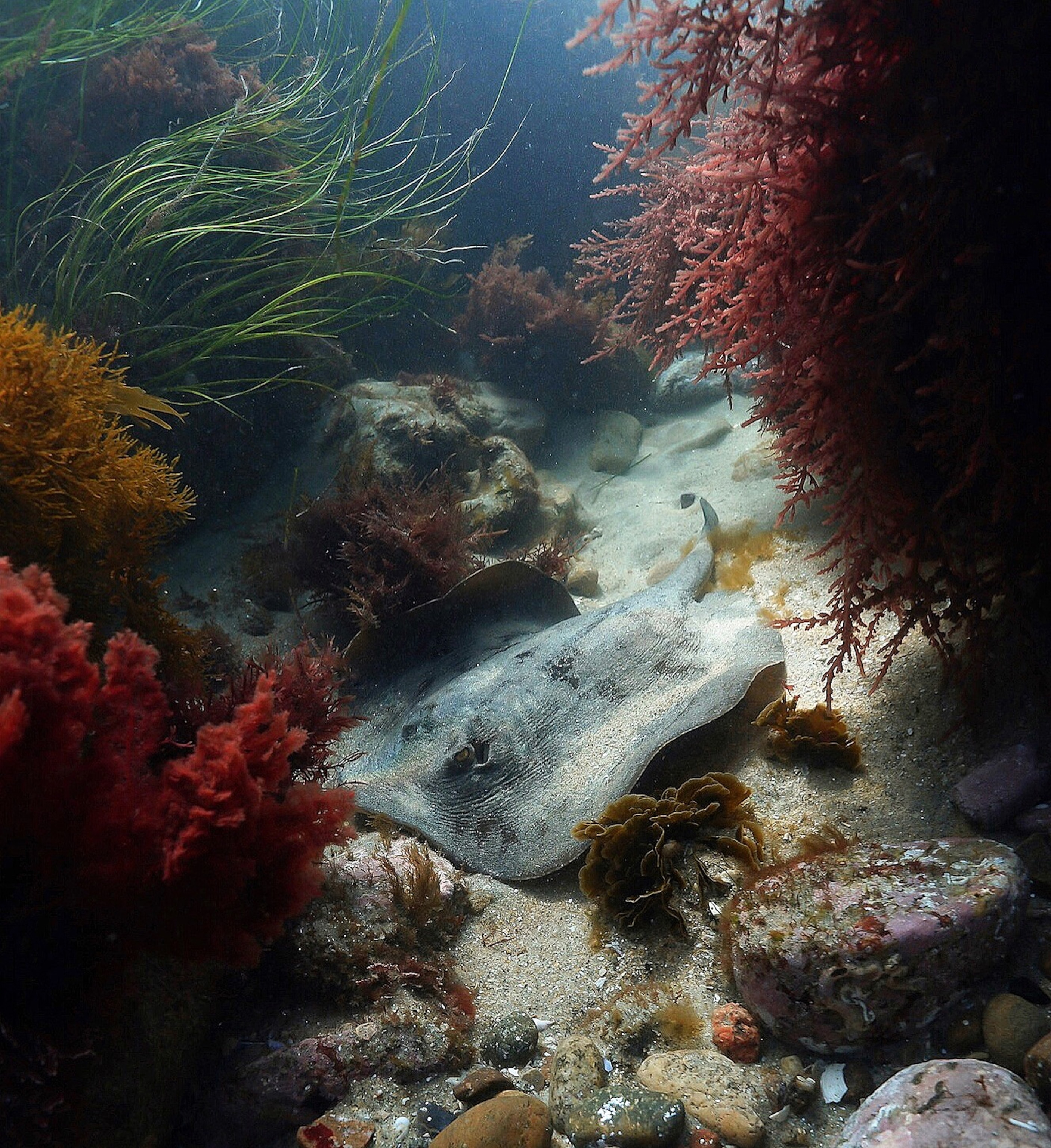 A stingray rests on the seafloor