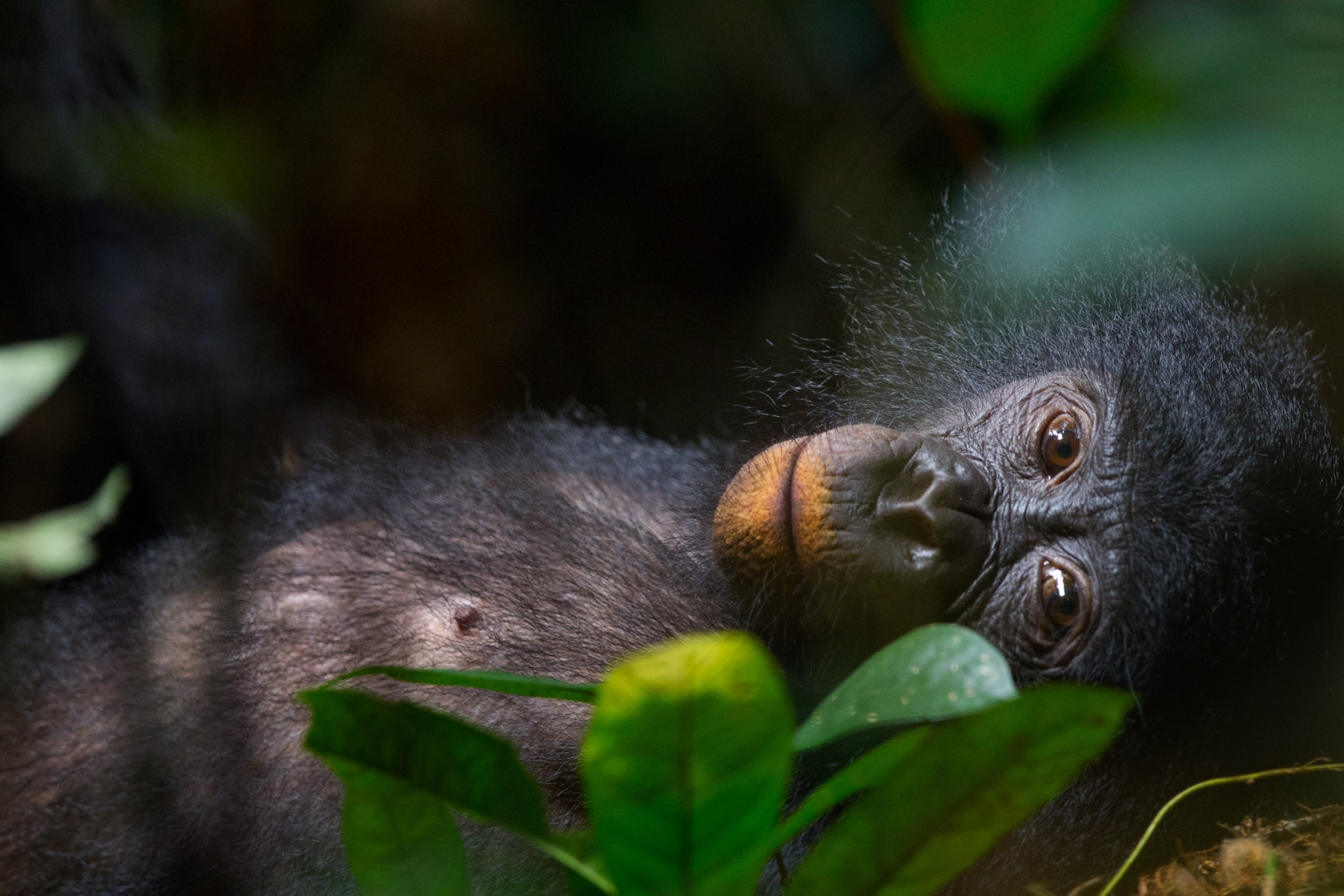 Her lips orange from eating clay, a young female bonobo relaxes in the forest.